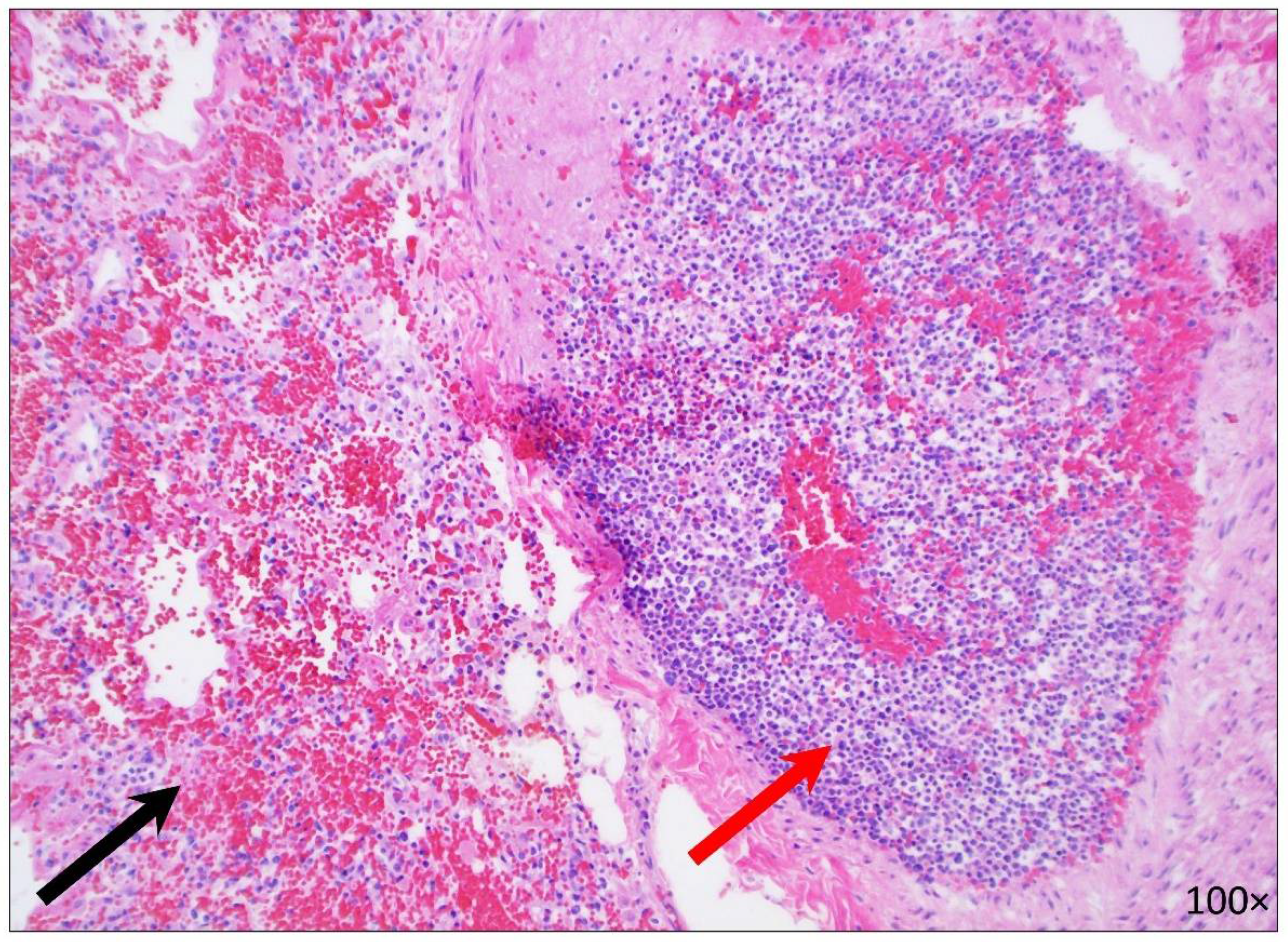 Diseases 10 00054 g002