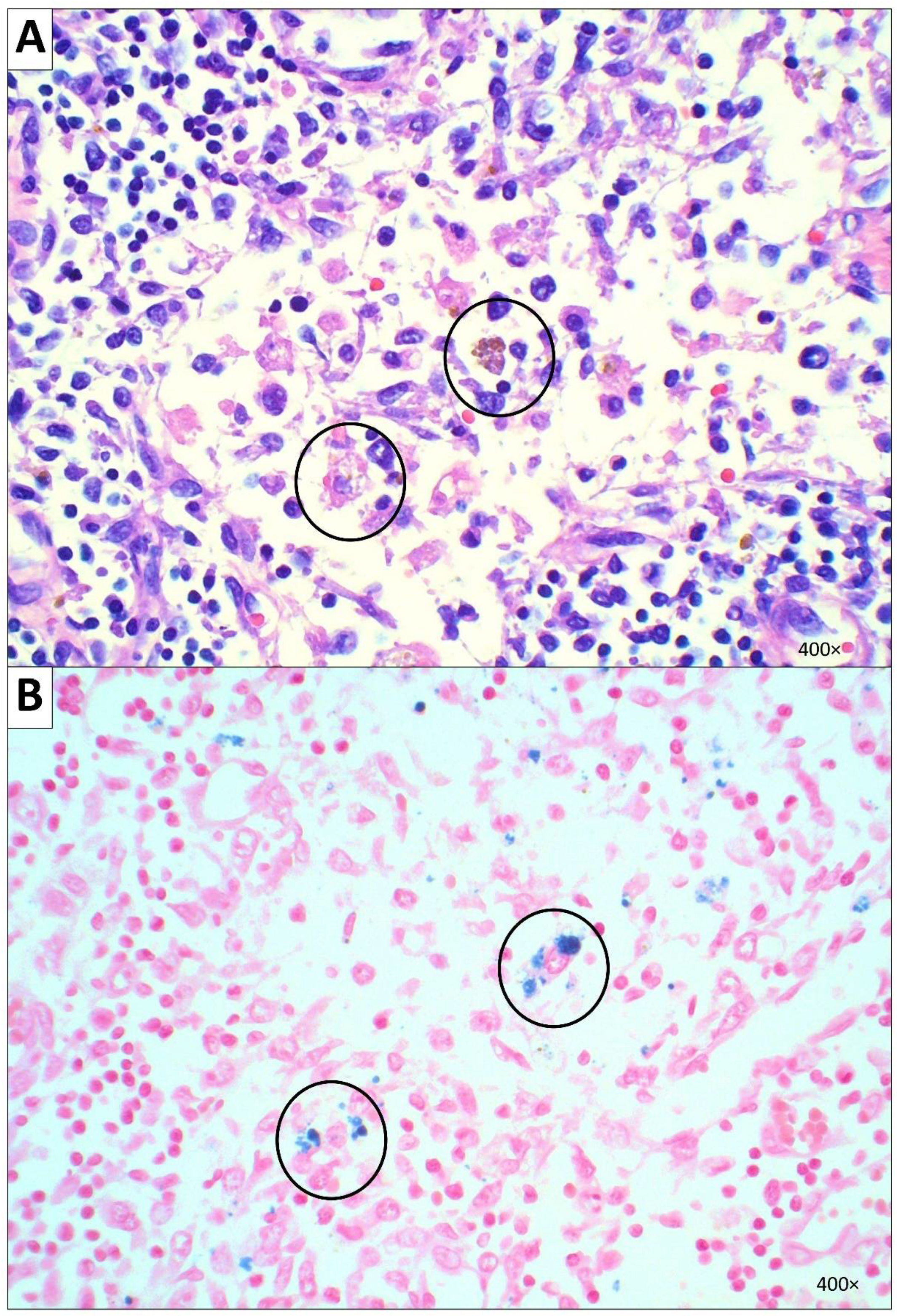 Diseases 10 00054 g003