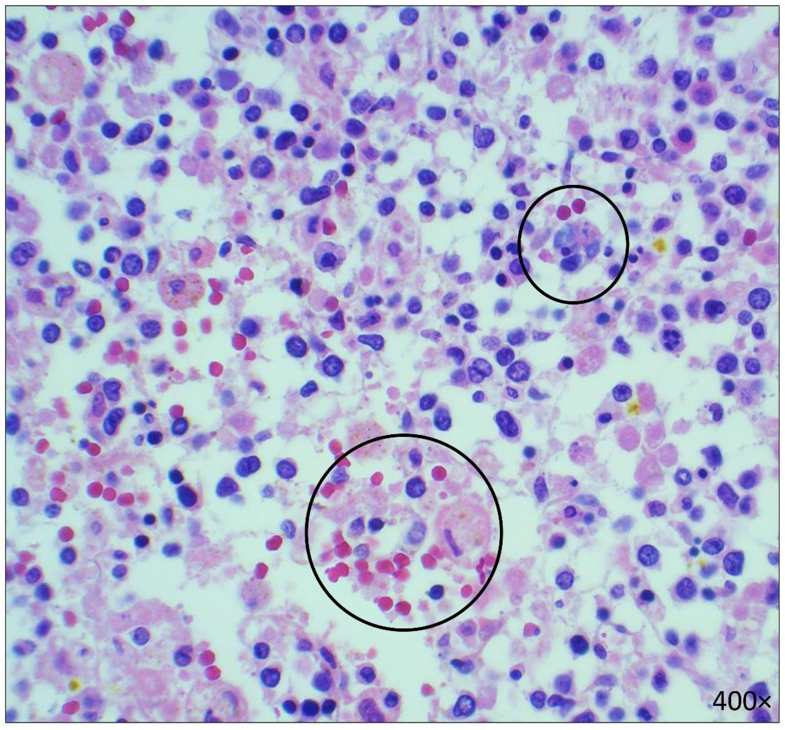 Diseases 10 00054 g006