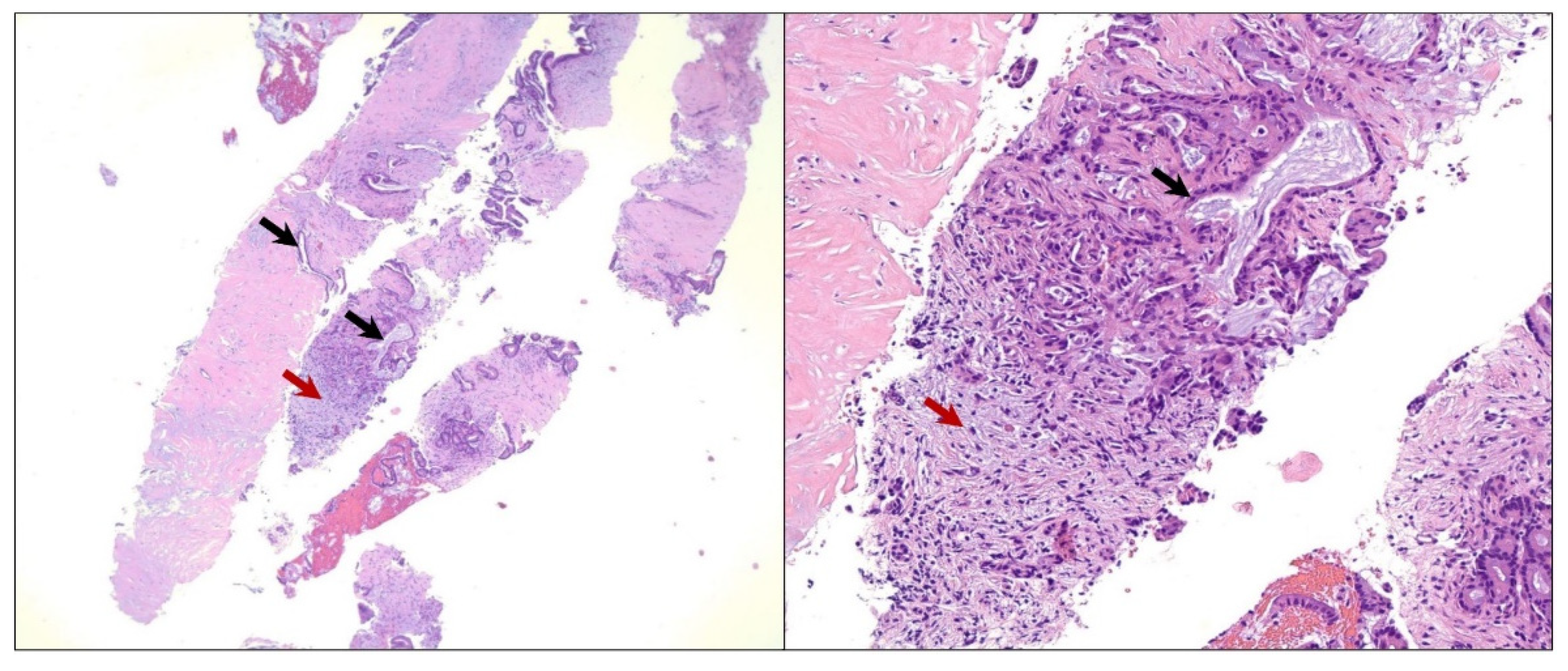 Diseases 10 00115 g002 Diseases 10 00115 g002