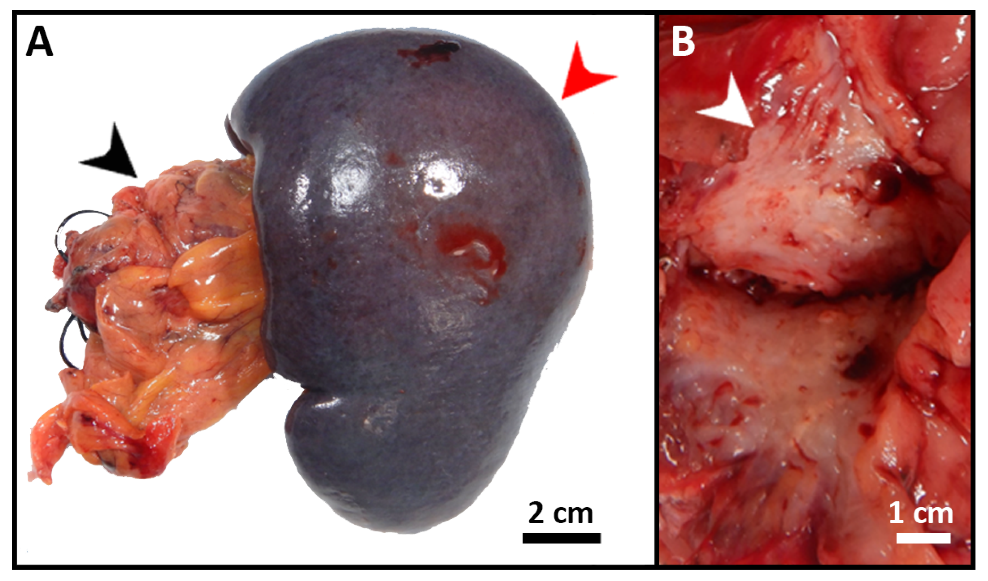 Diseases 10 00115 g003 Diseases 10 00115 g003