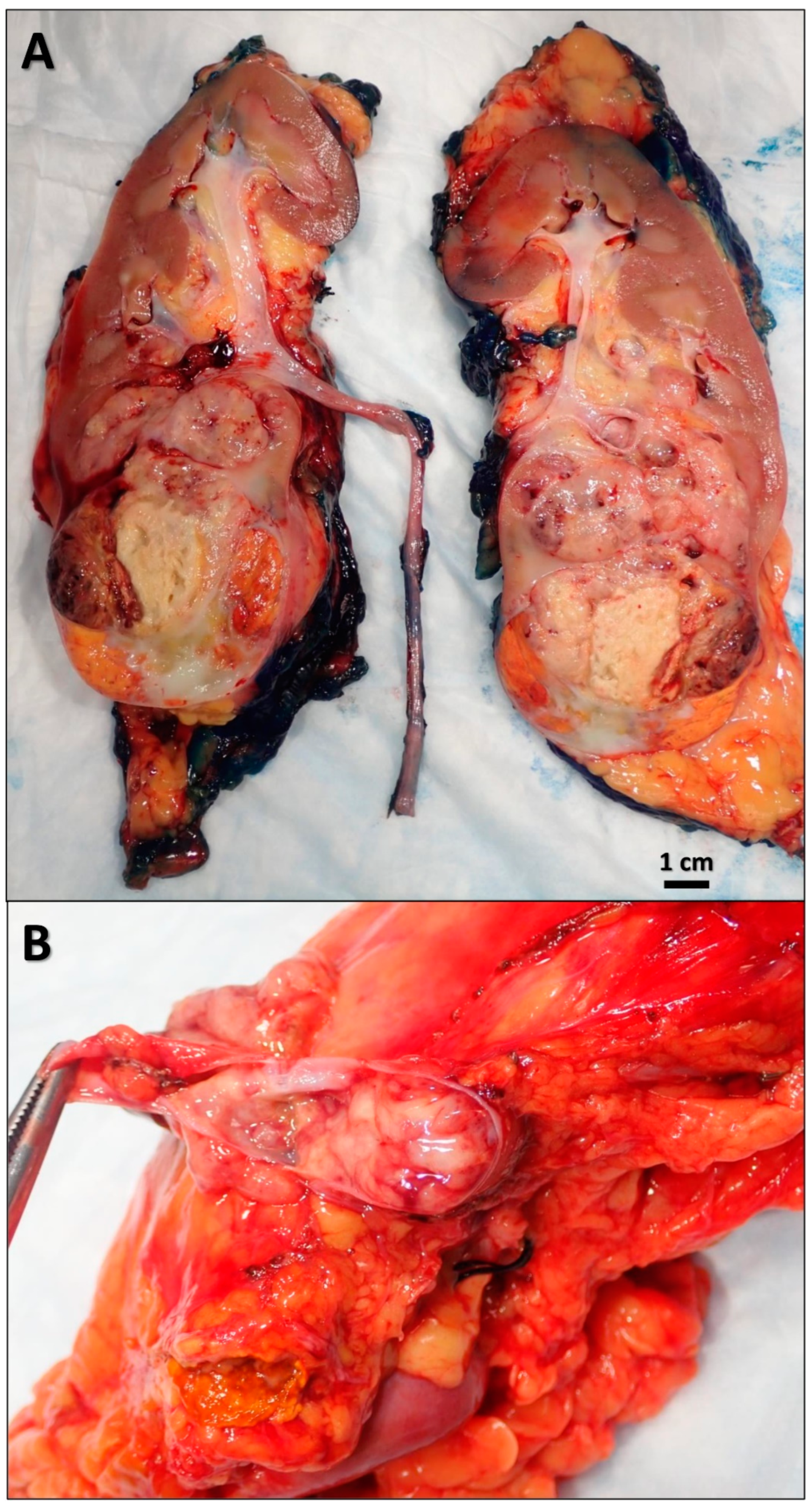 Diseases 10 00119 g002