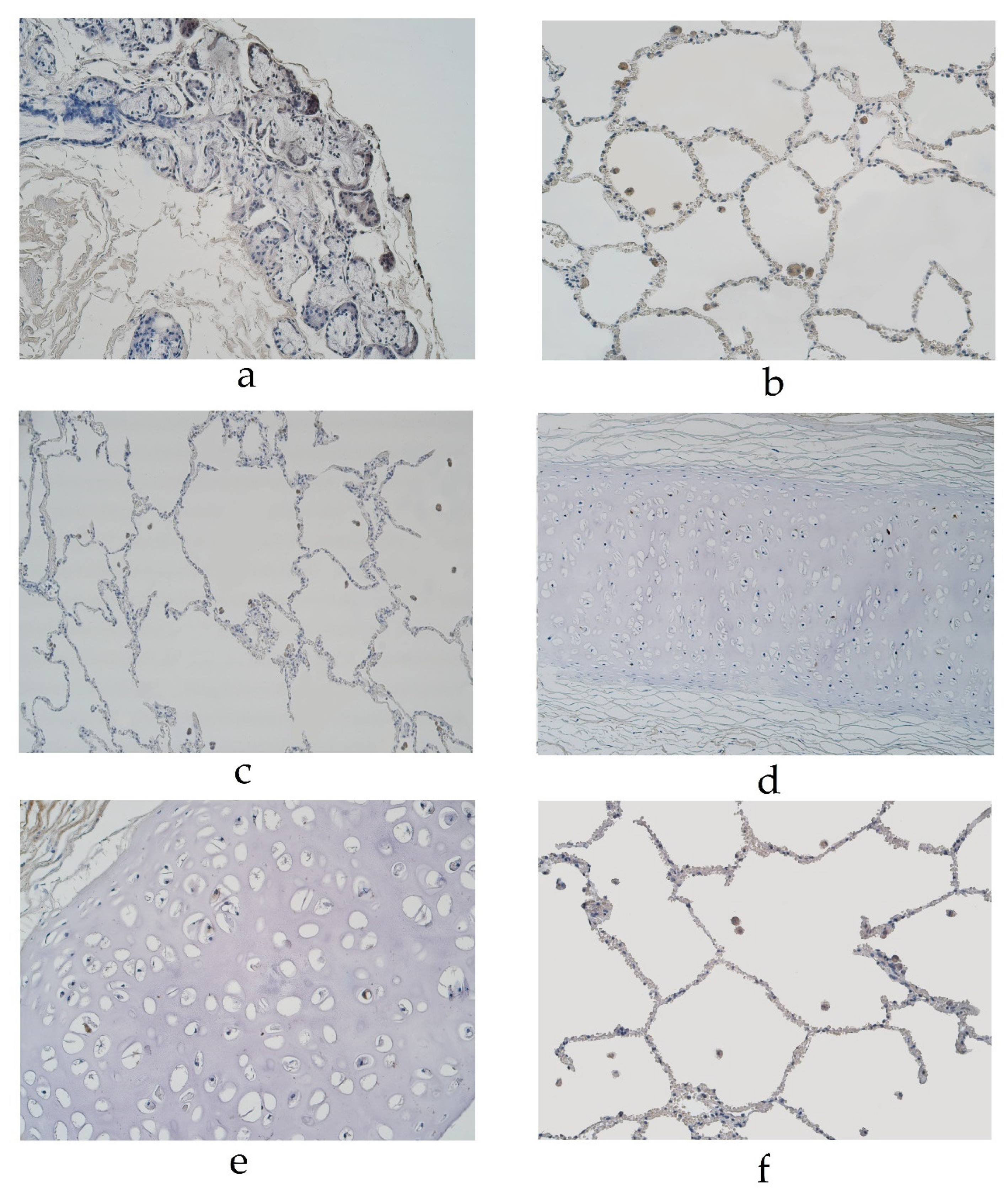 Diseases 11 00005 g002 Diseases 11 00005 g002