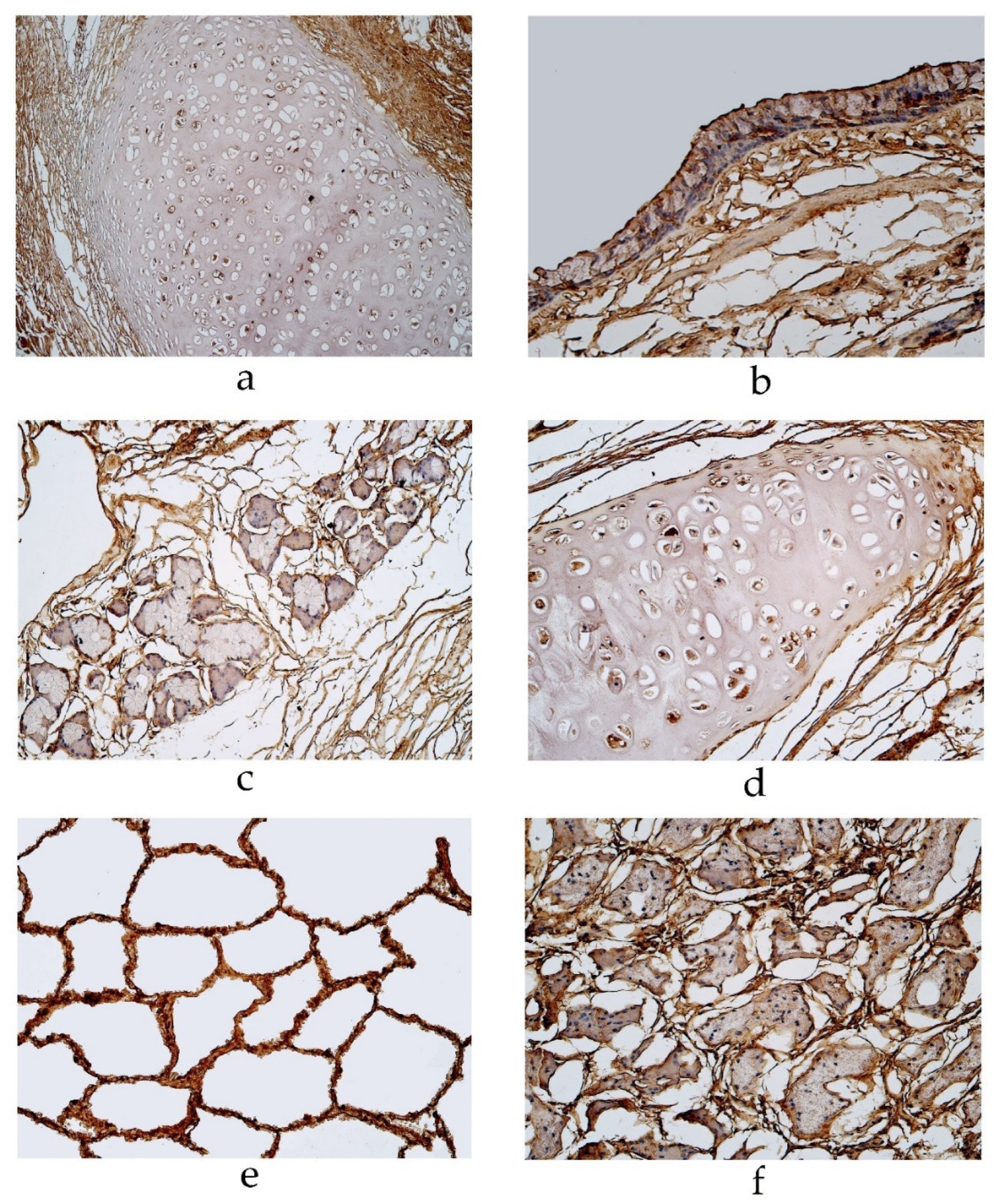 Diseases 11 00005 g005 Diseases 11 00005 g005