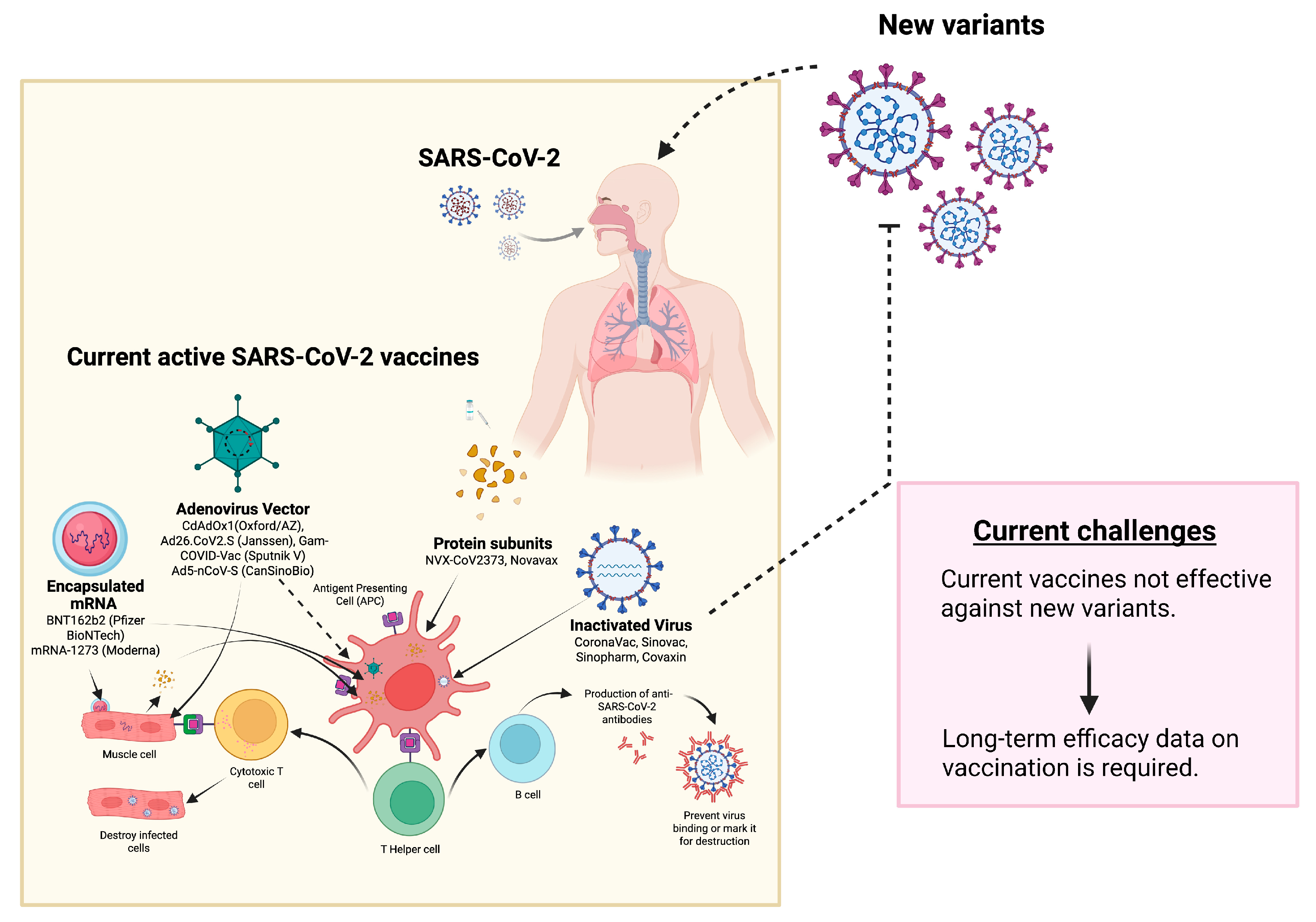 Diseases 11 00064 g003