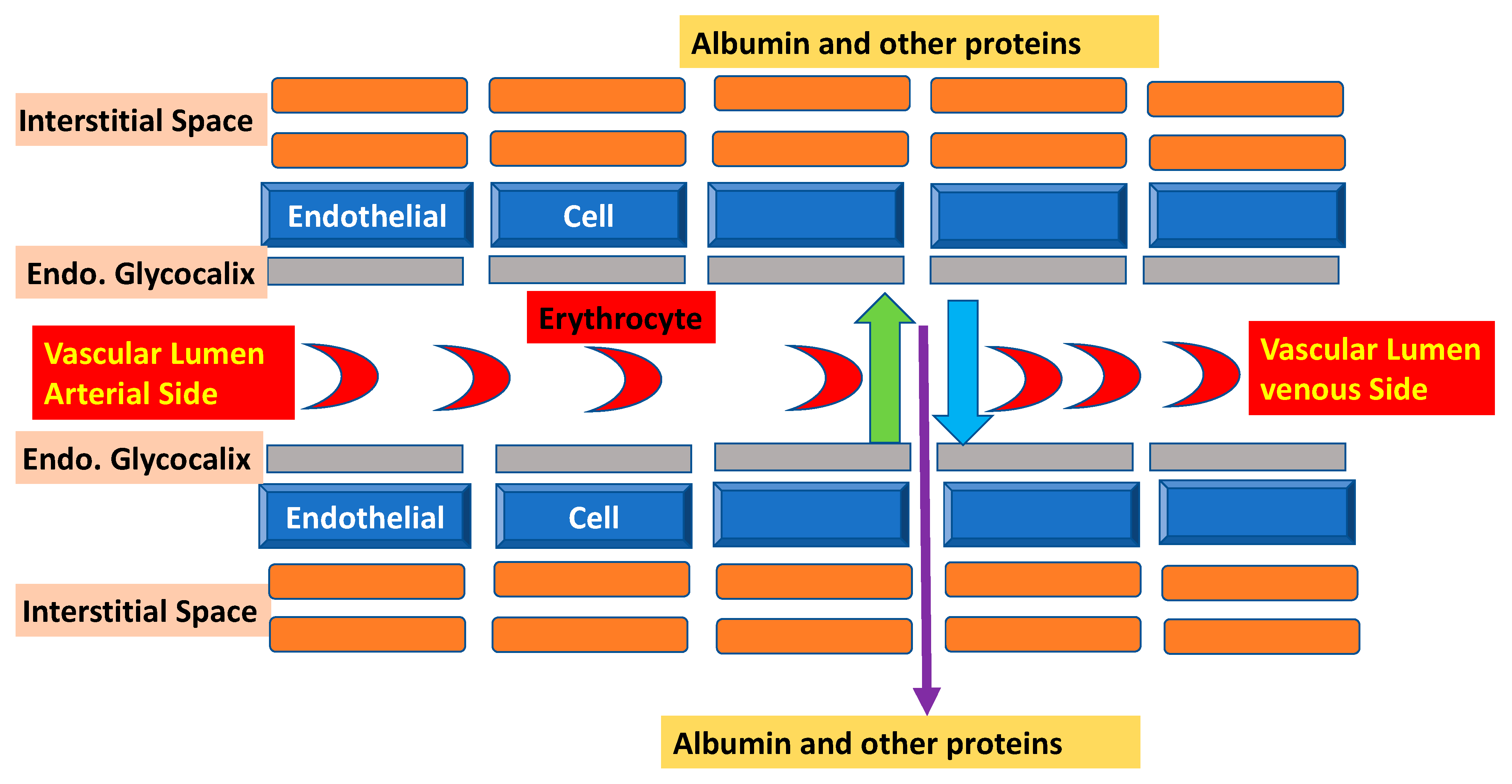 Diseases 11 00068 g001