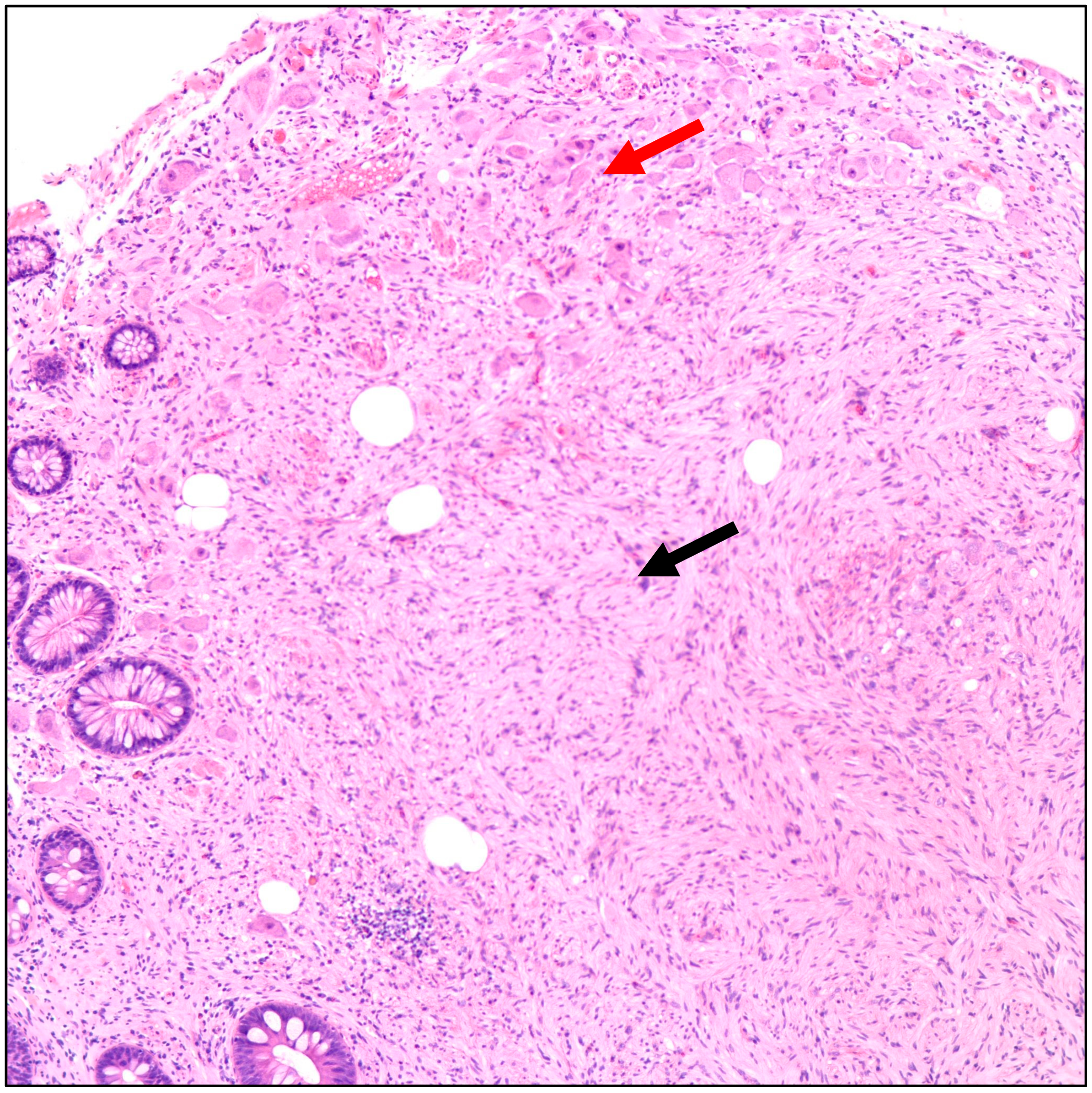 Diseases 11 00069 g001