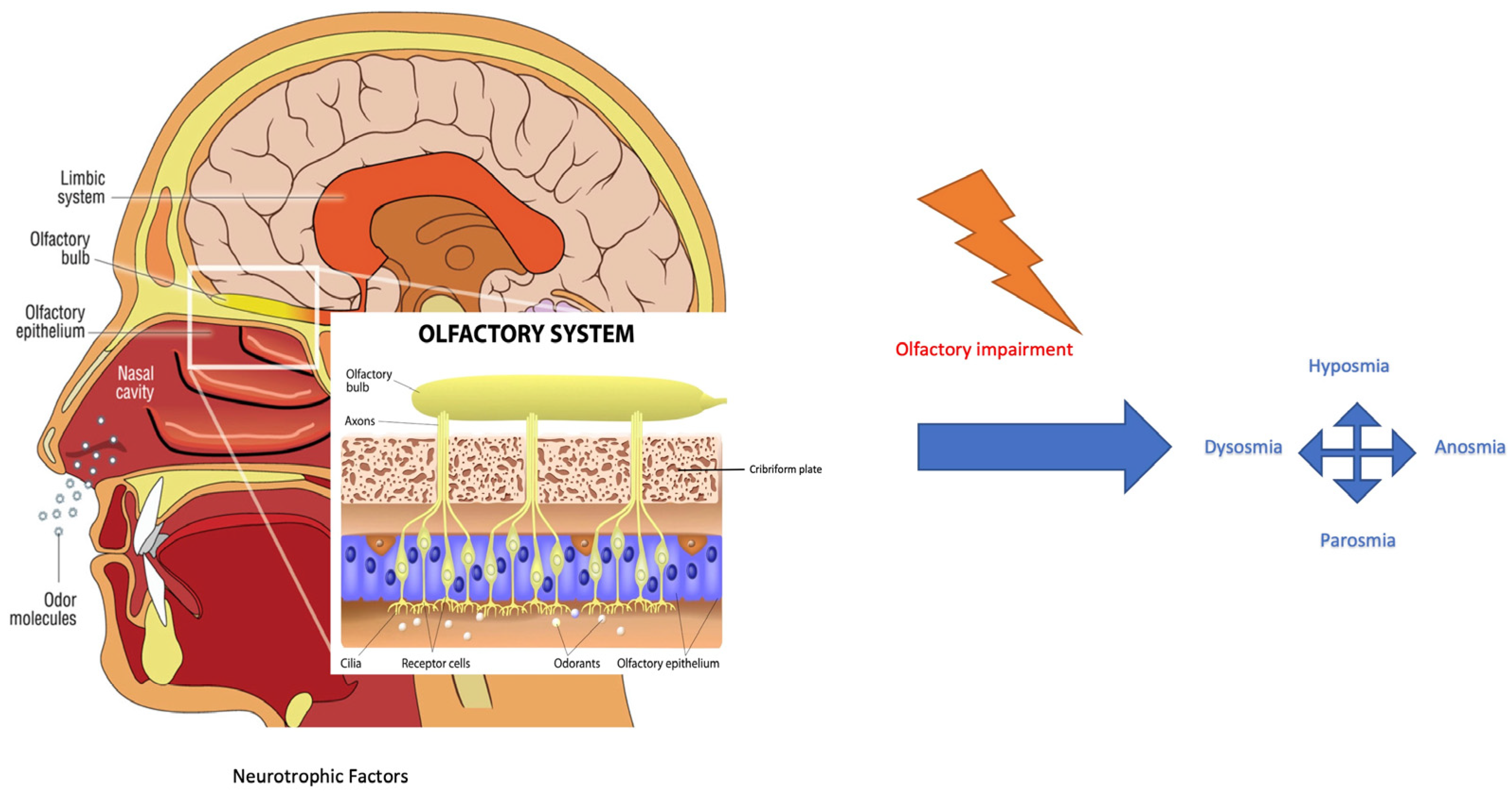 Diseases 11 00079 g001