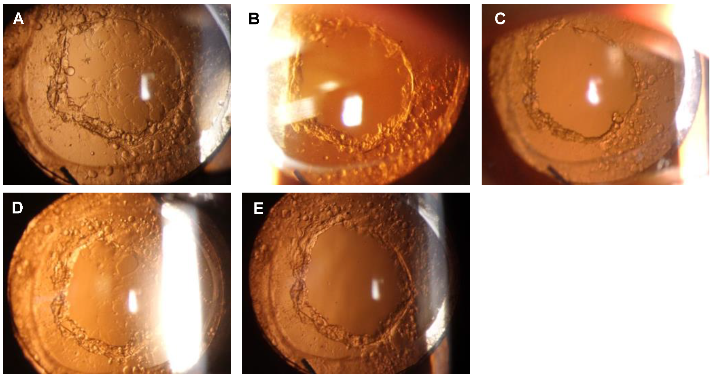 Diseases 11 00082 g003