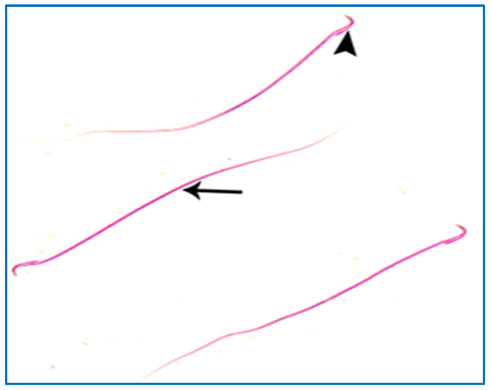 Diseases 11 00084 g008