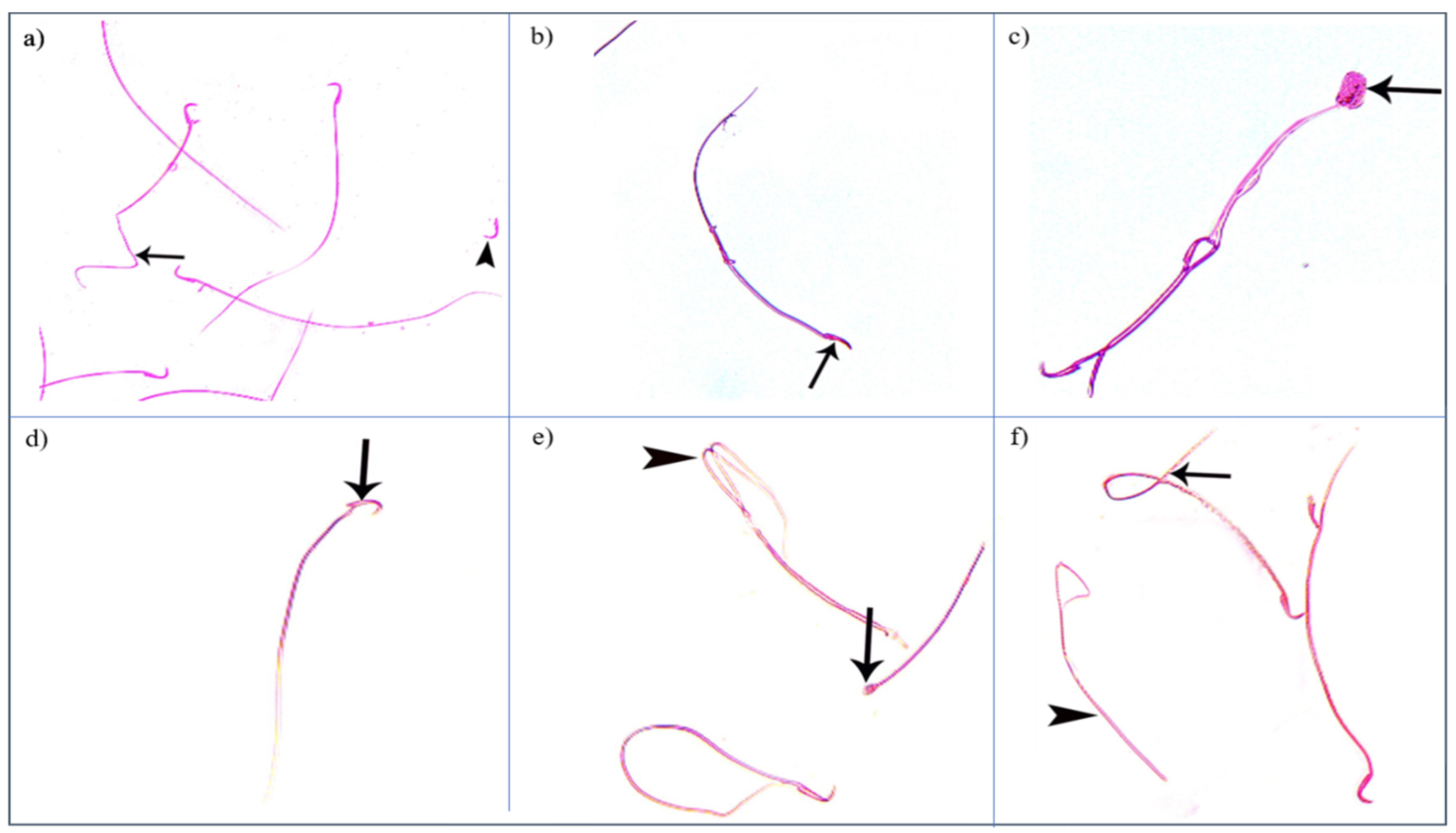 Diseases 11 00084 g009