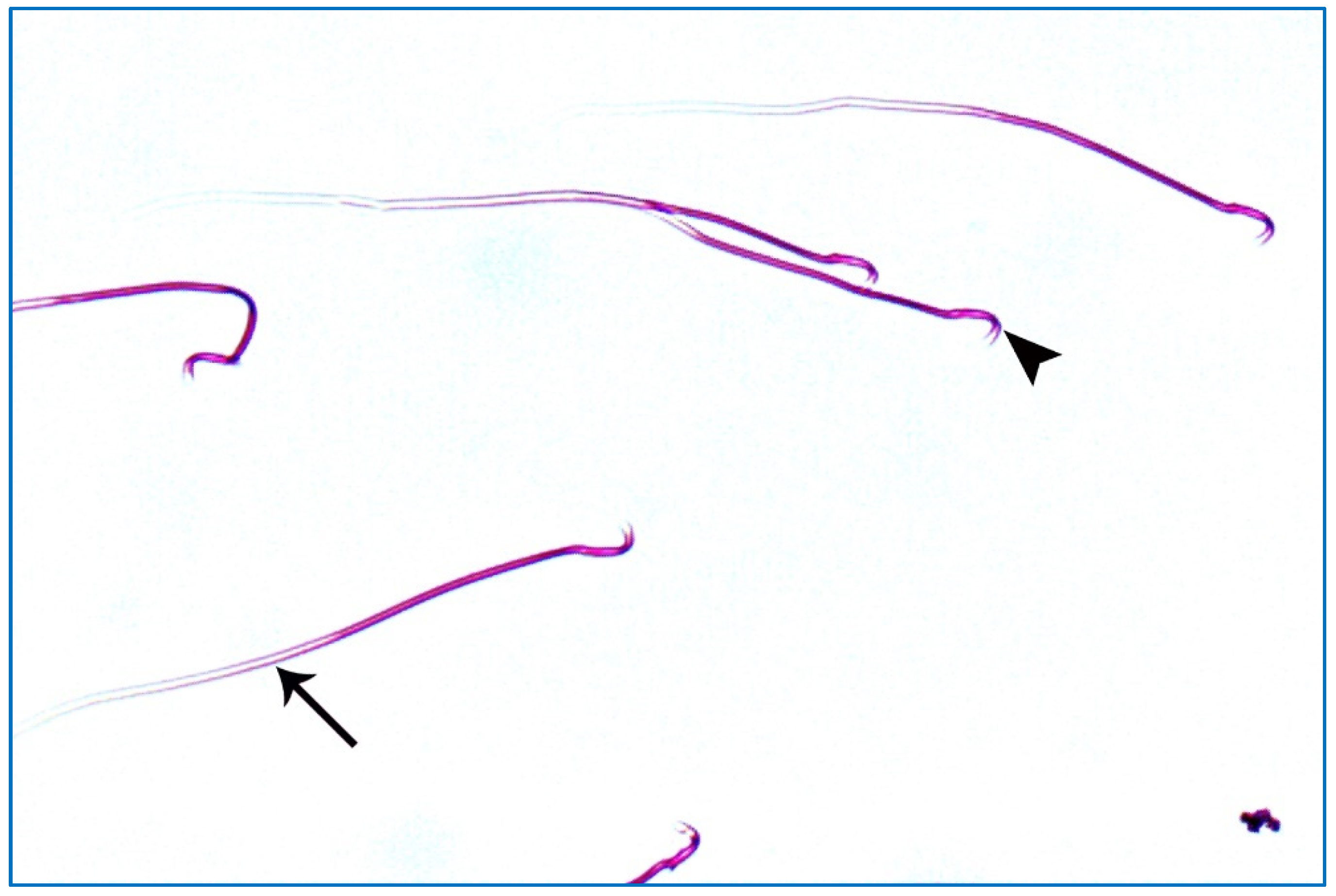 Diseases 11 00084 g011