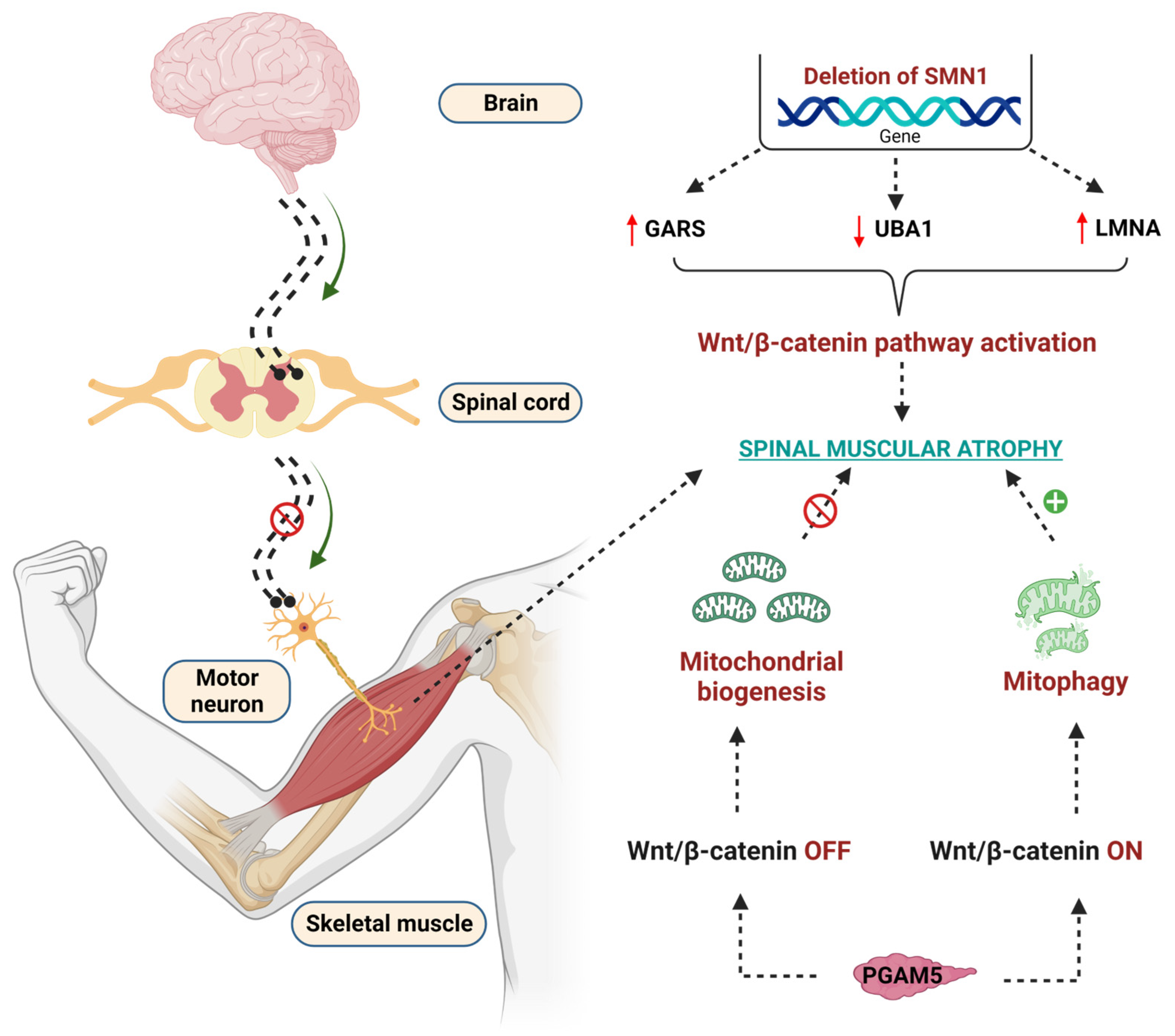 Diseases 11 00089 g005