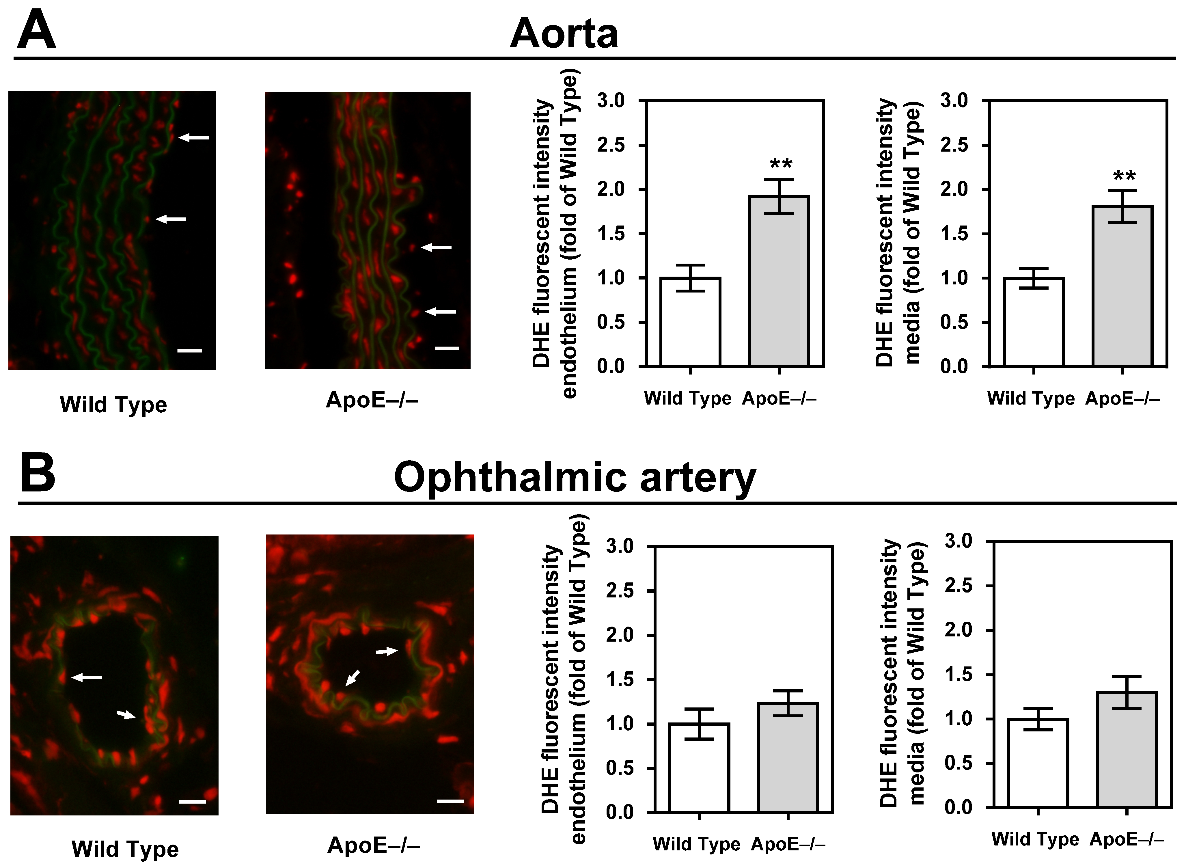 Diseases 11 00124 g004