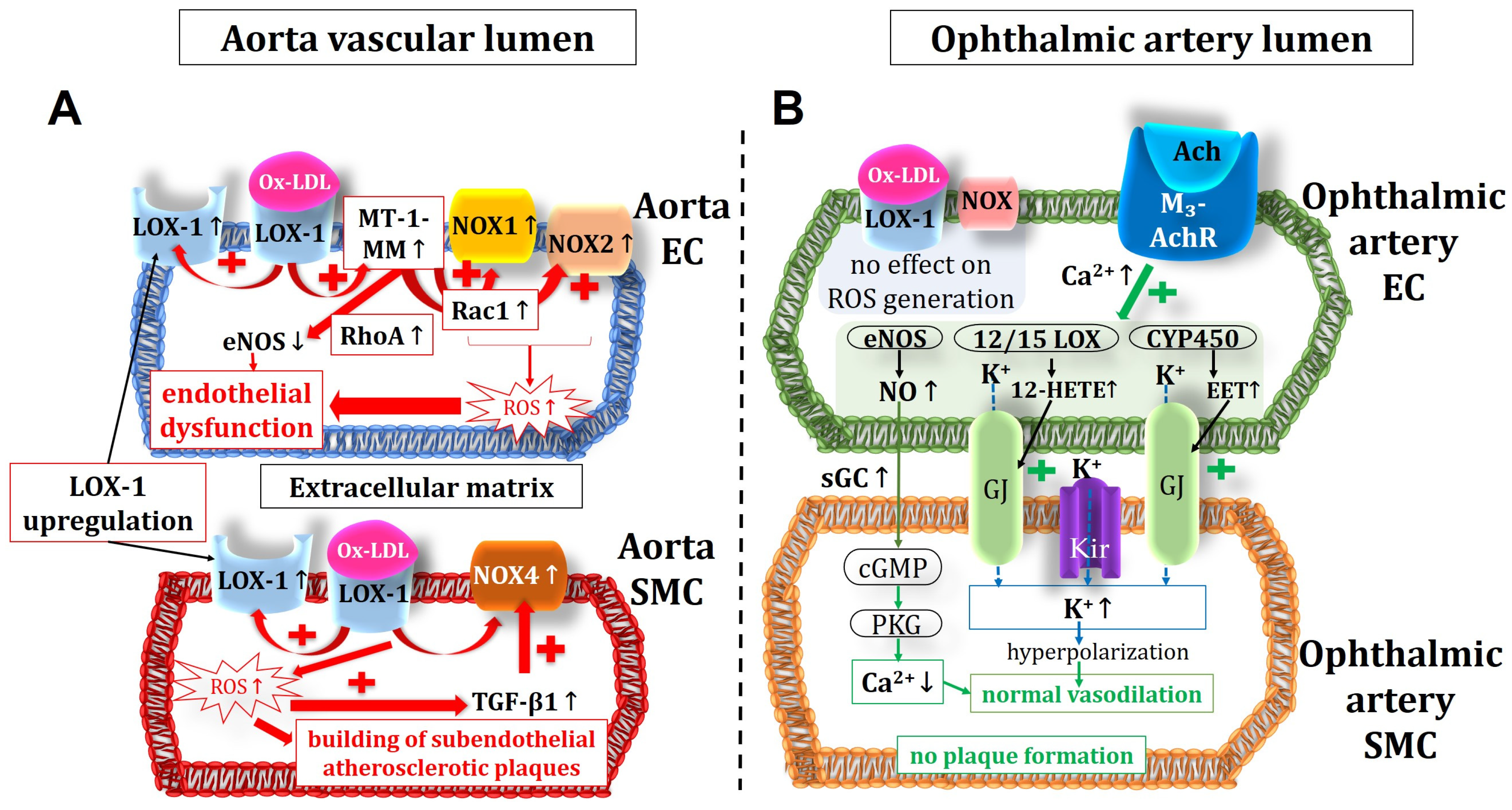 Diseases 11 00124 g009