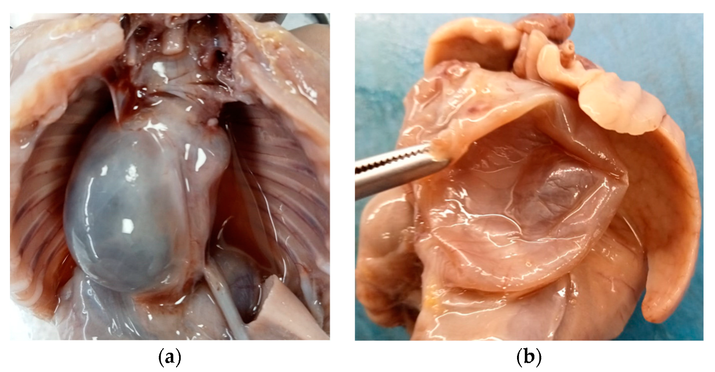 Diseases 11 00144 g002