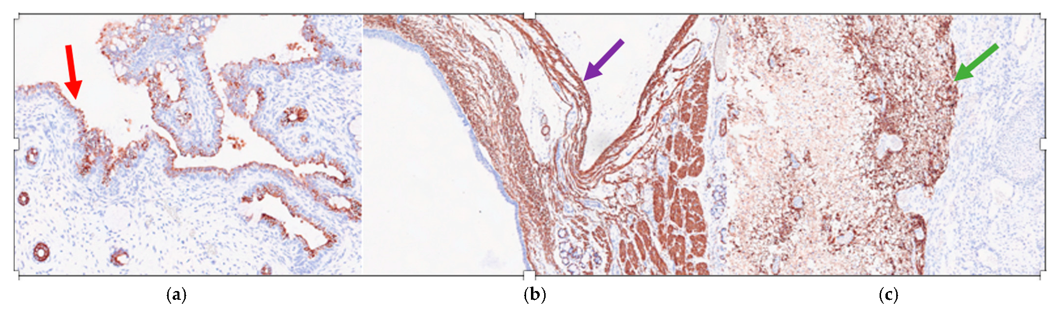 Diseases 11 00144 g004