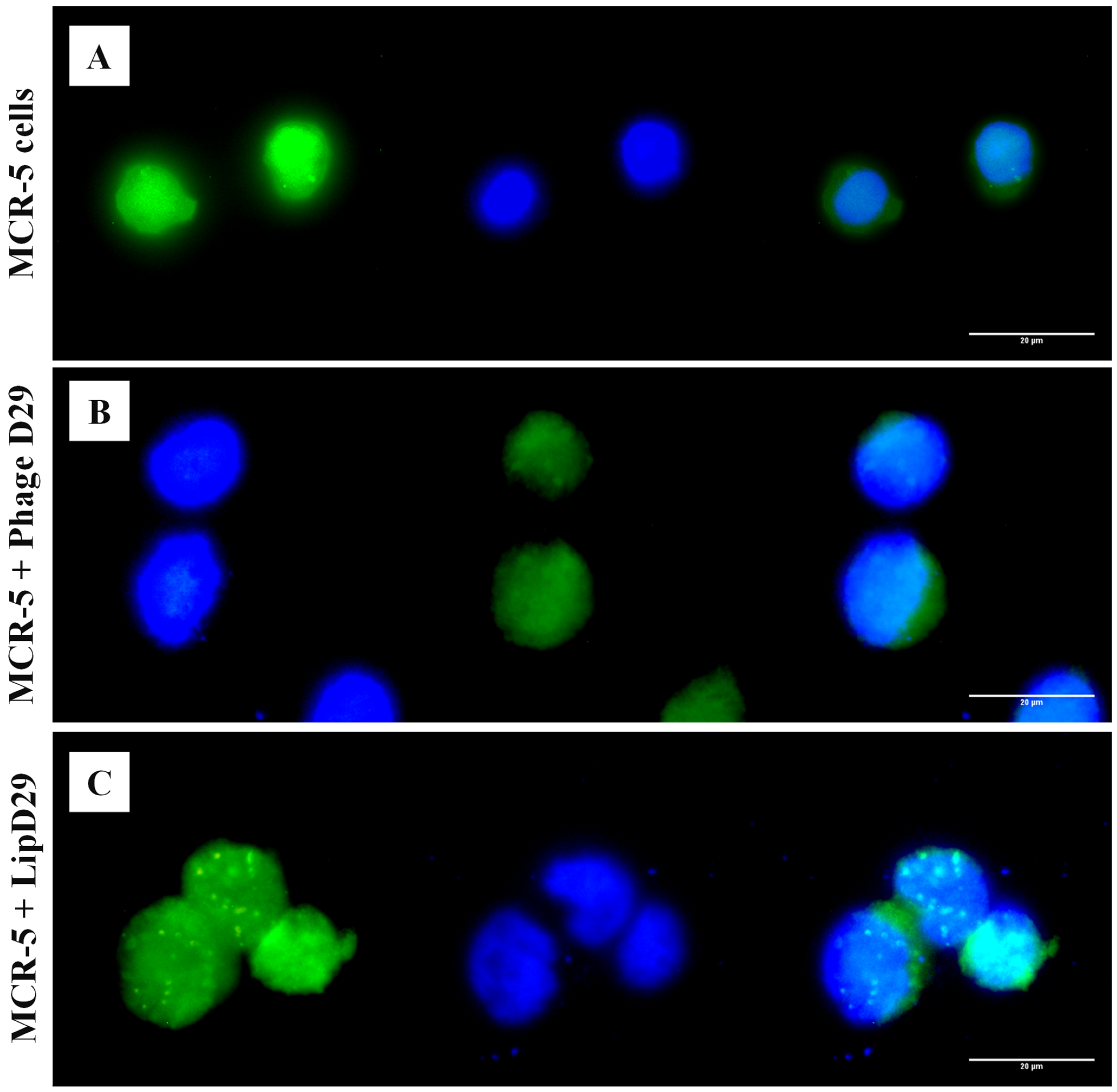 Diseases 11 00150 g003