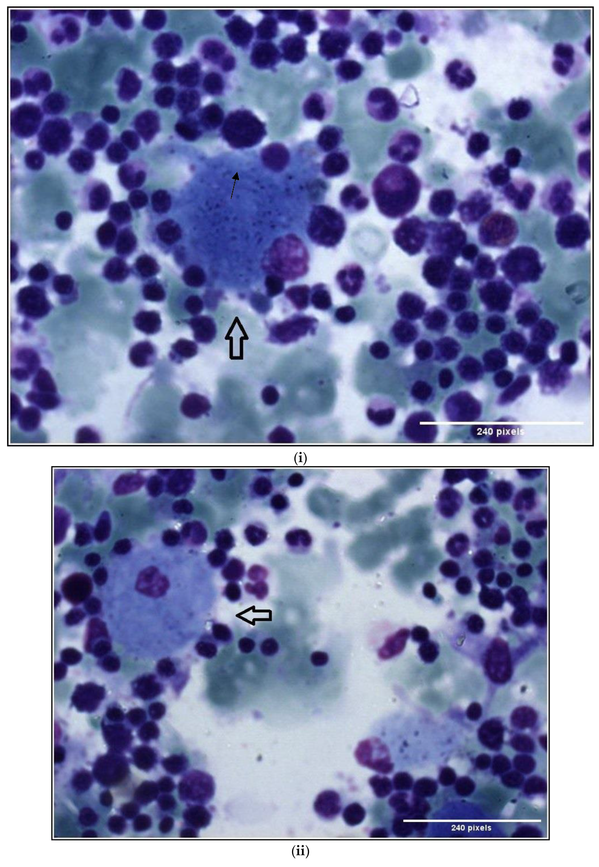 Diseases 11 00161 g002a