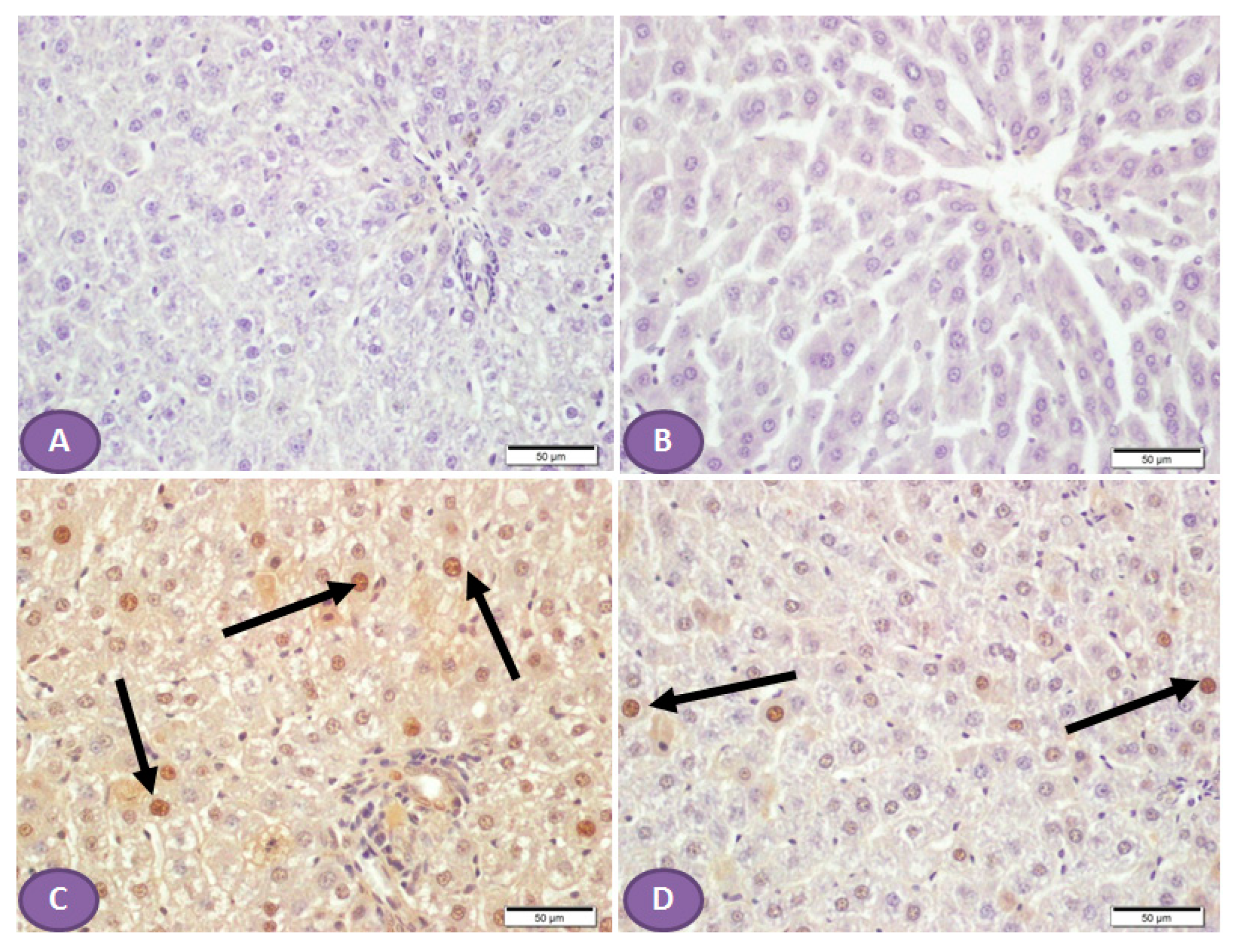 Diseases 11 00184 g007