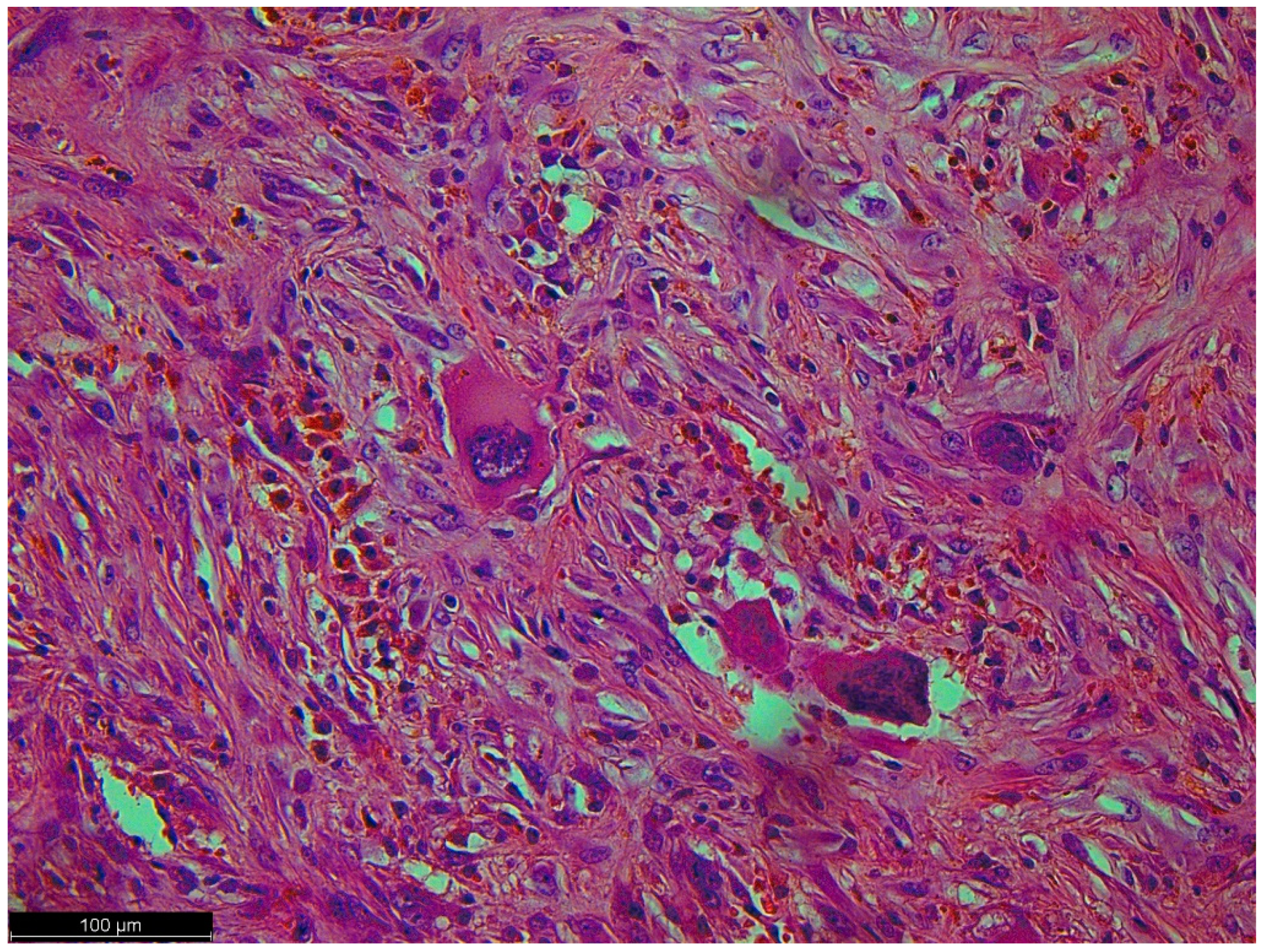 Diseases 12 00006 g006