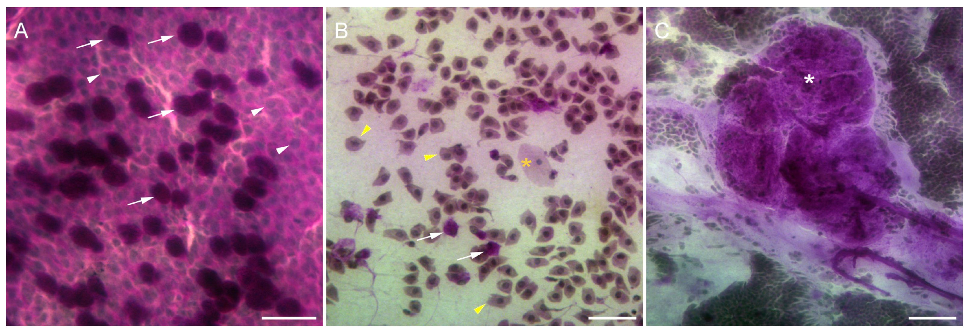 Diseases 12 00076 g004