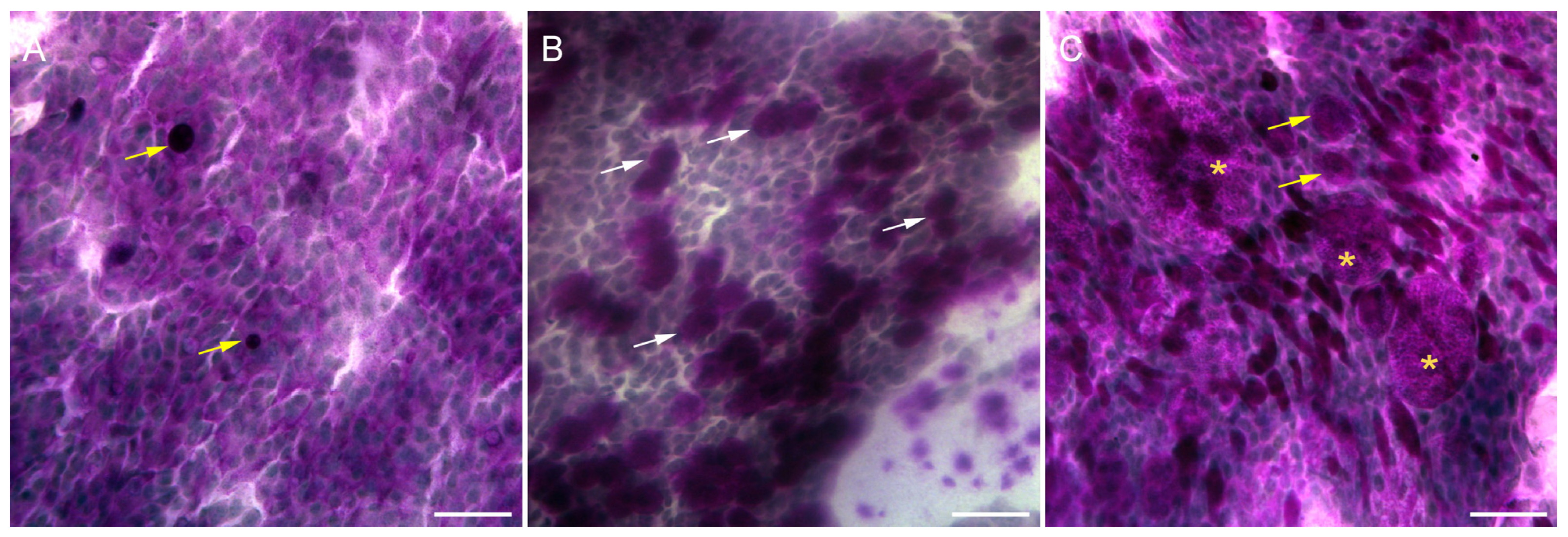 Diseases 12 00076 g005