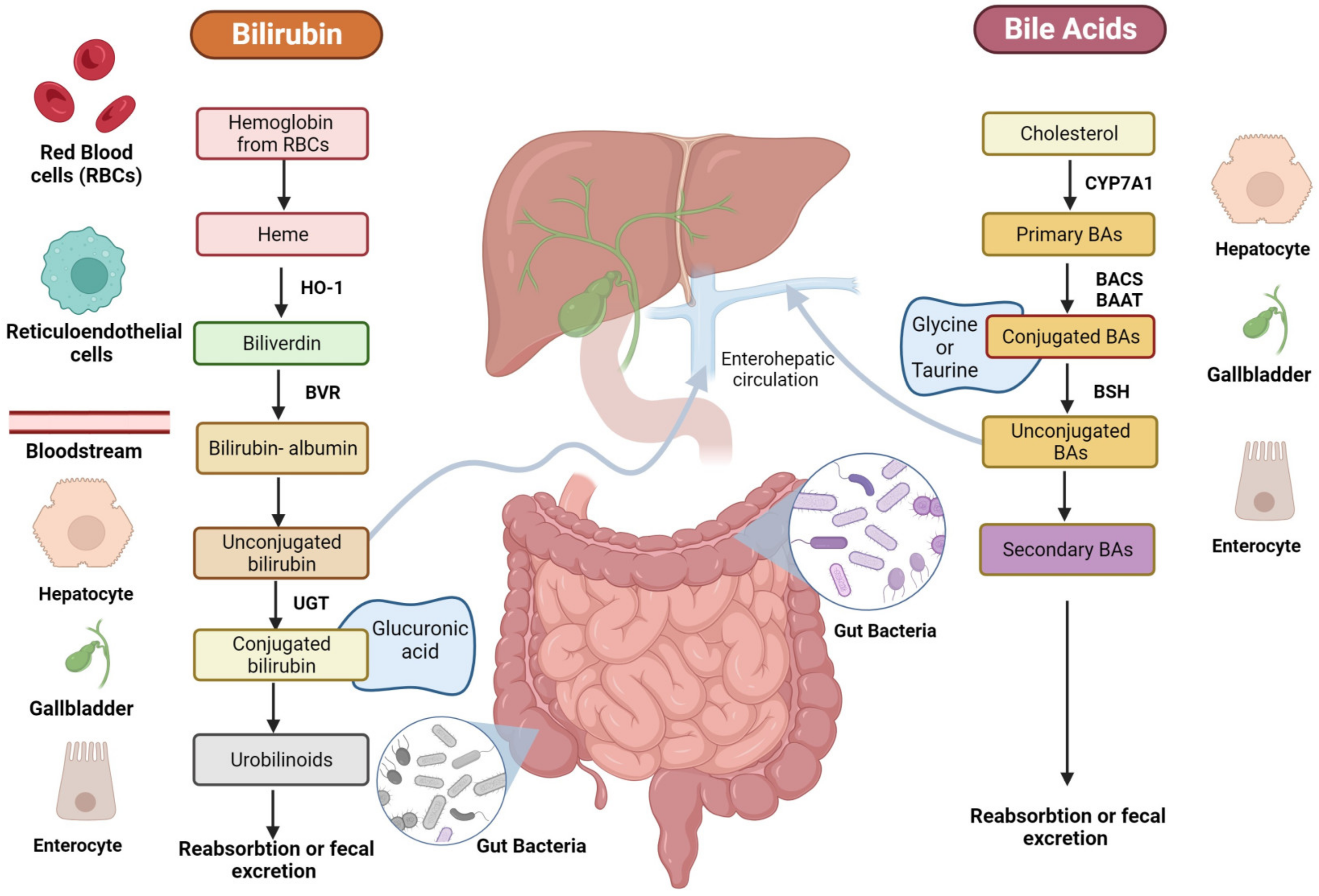 Diseases 12 00103 g002