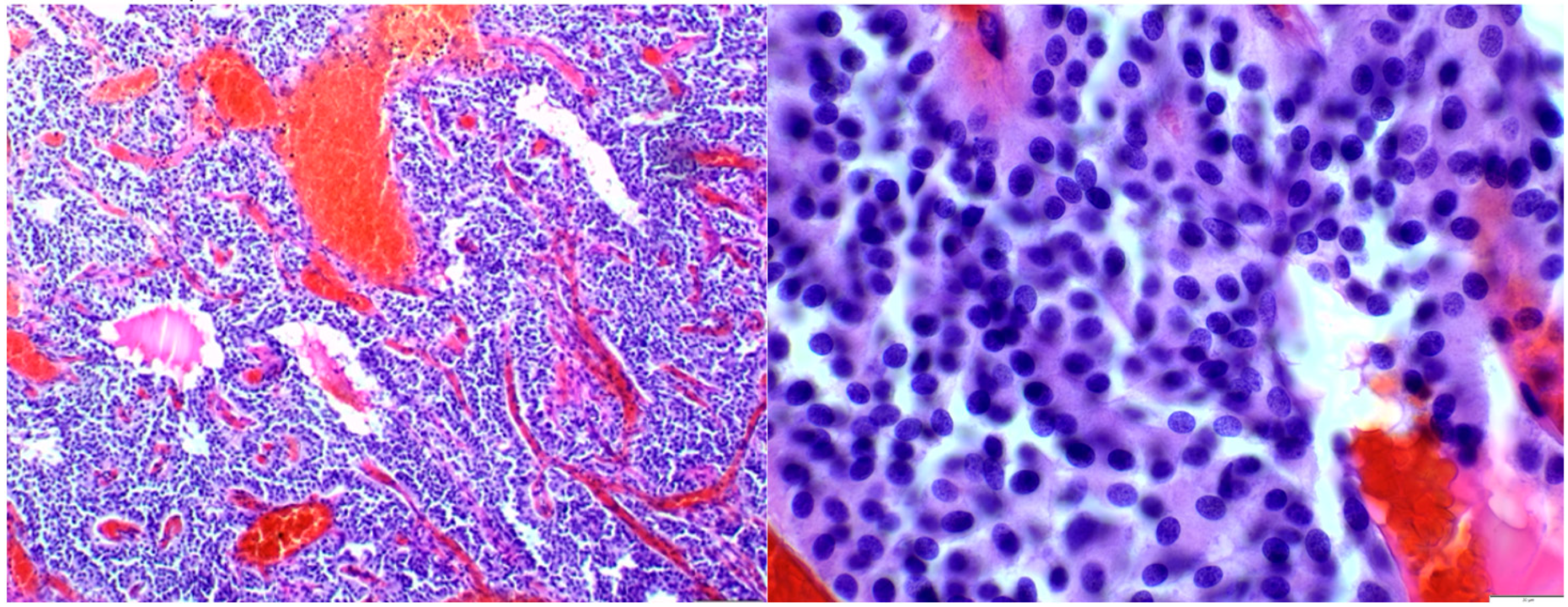 Diseases 12 00132 g002