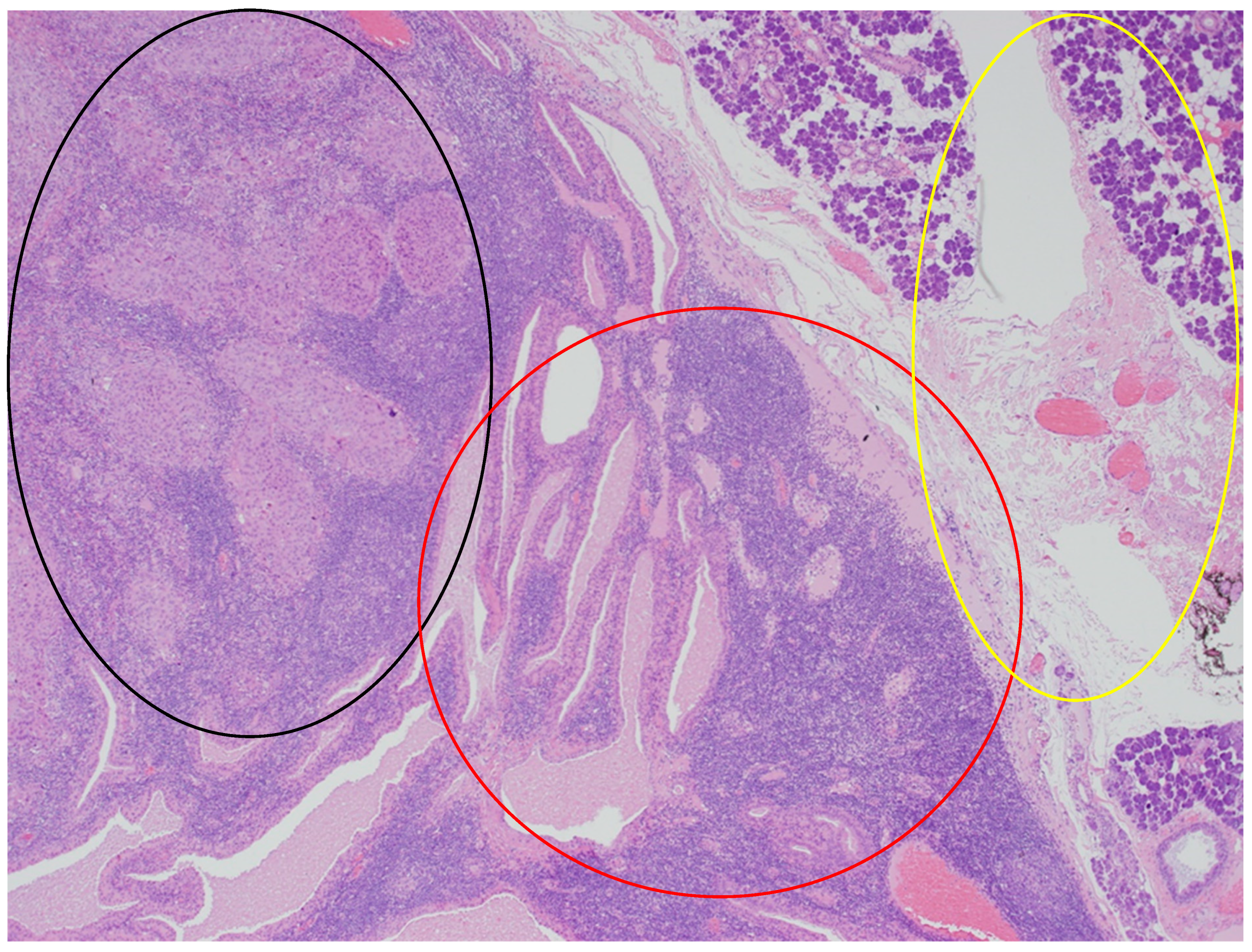 Diseases 12 00140 g004