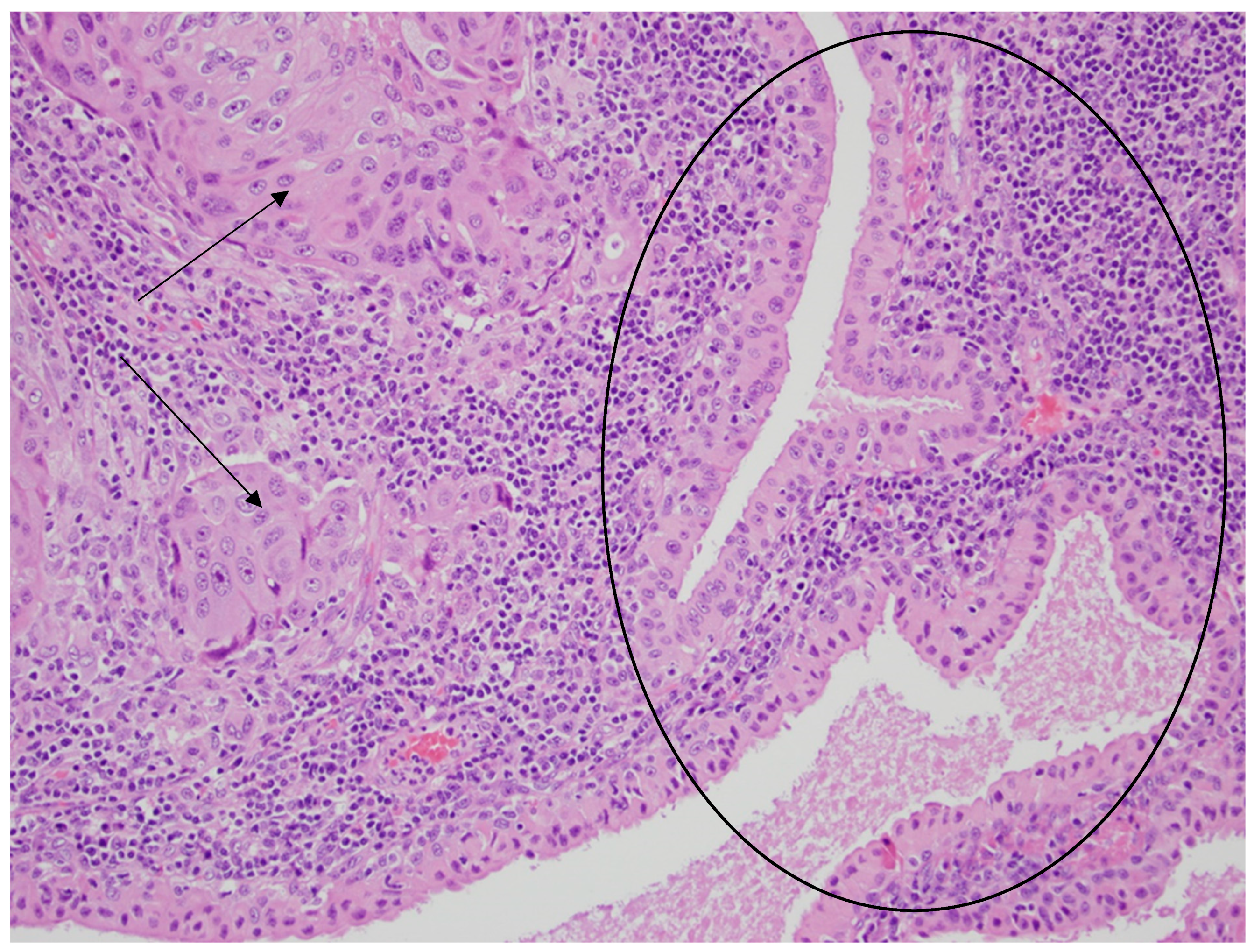 Diseases 12 00140 g005