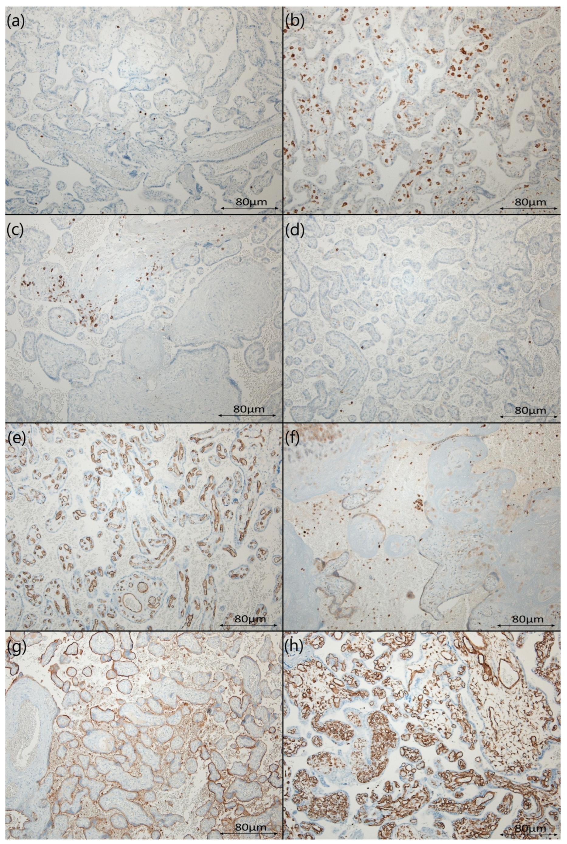 Diseases 12 00142 g002
