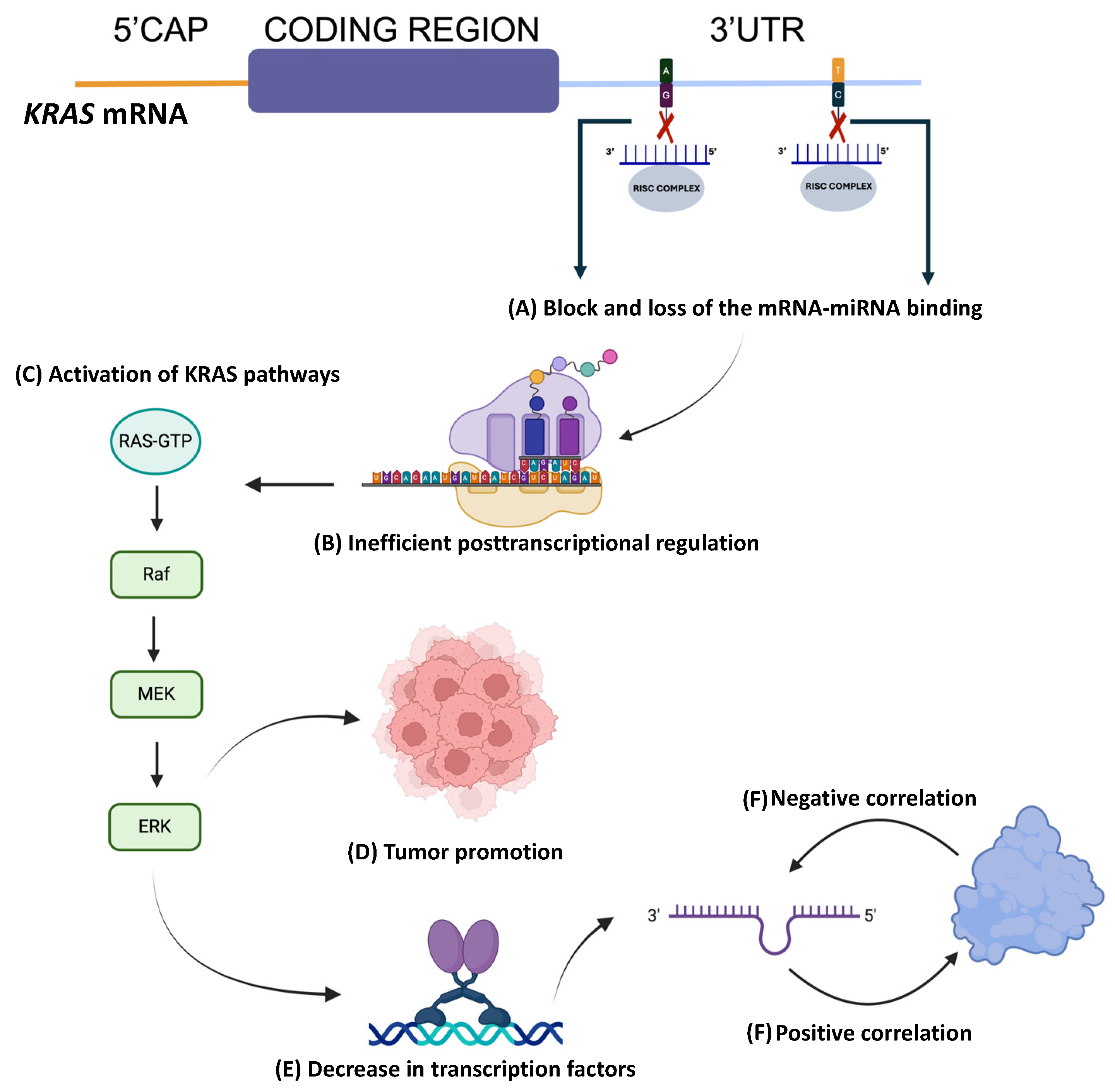 Diseases 12 00152 g005