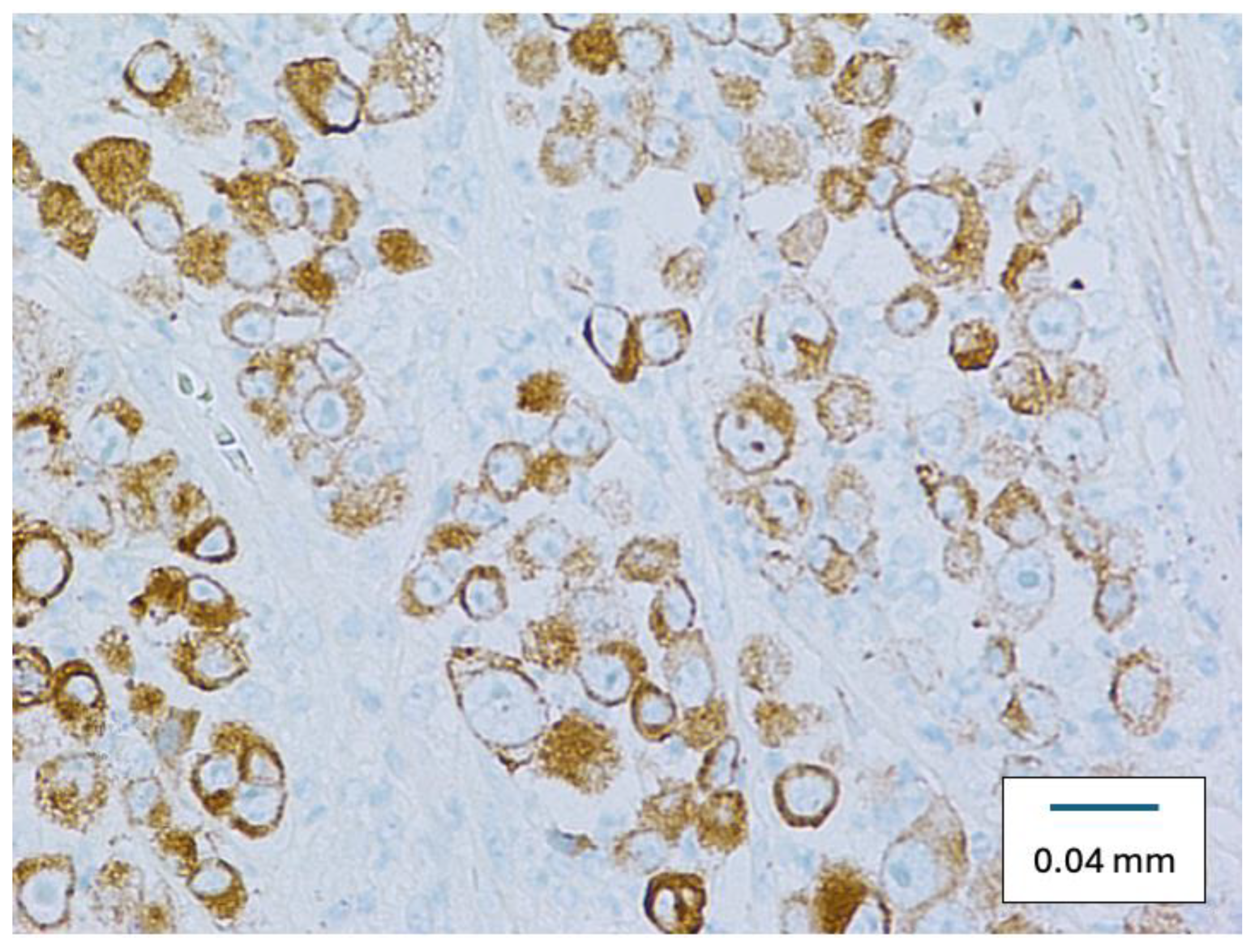 Diseases 12 00196 g004