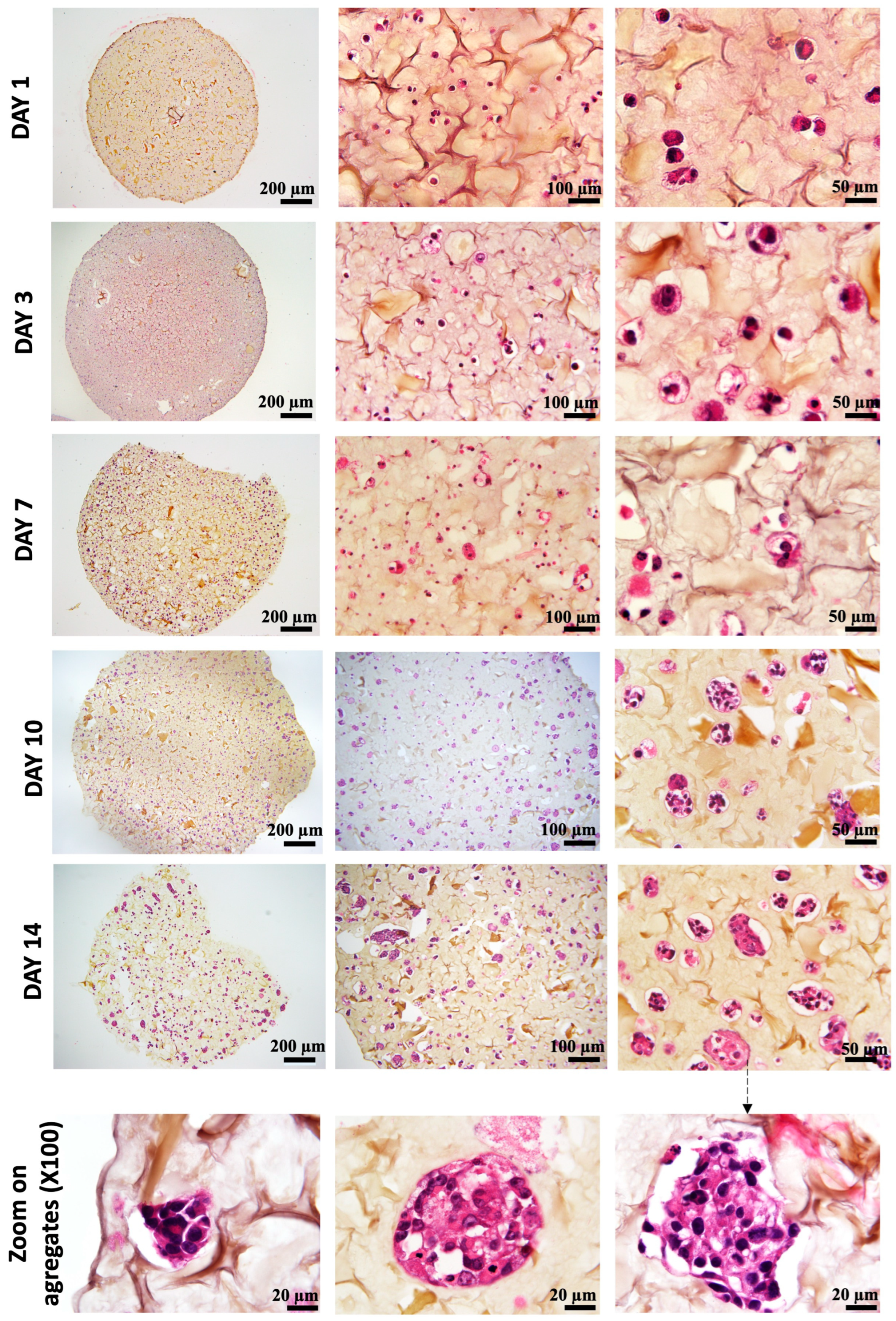 Diseases 12 00206 g006