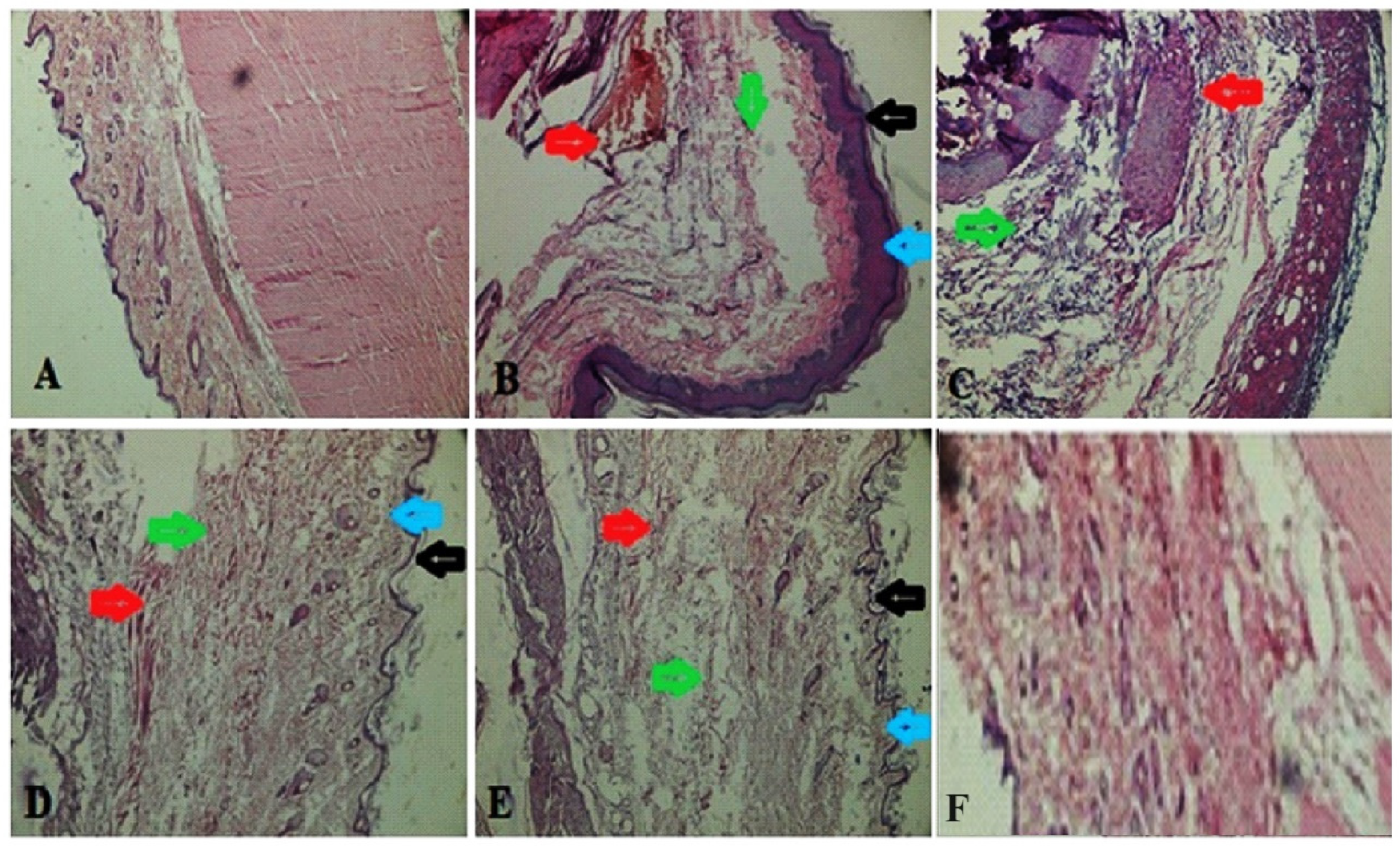 Diseases 12 00230 g009