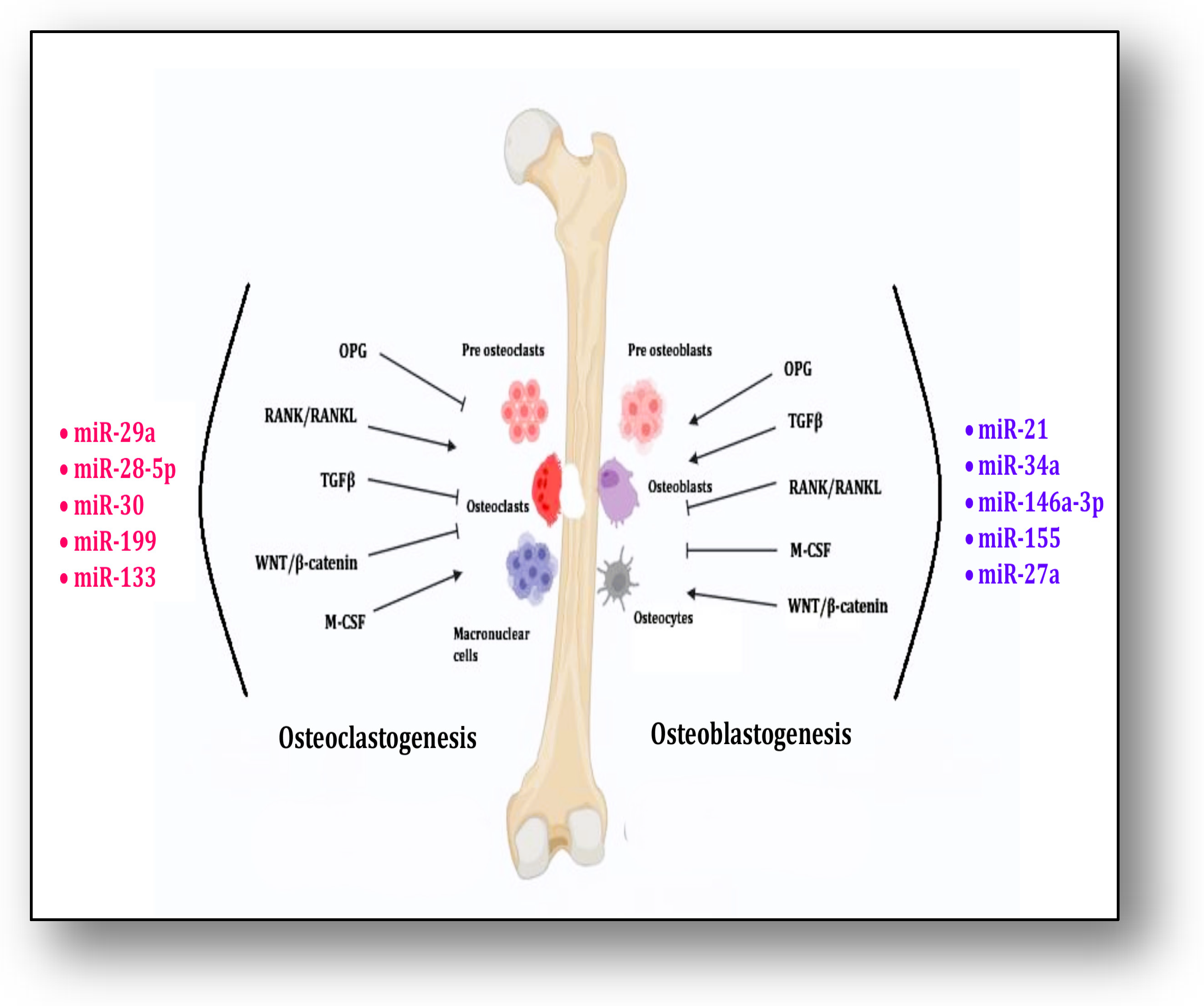 Diseases 12 00252 g002 Diseases 12 00252 g002