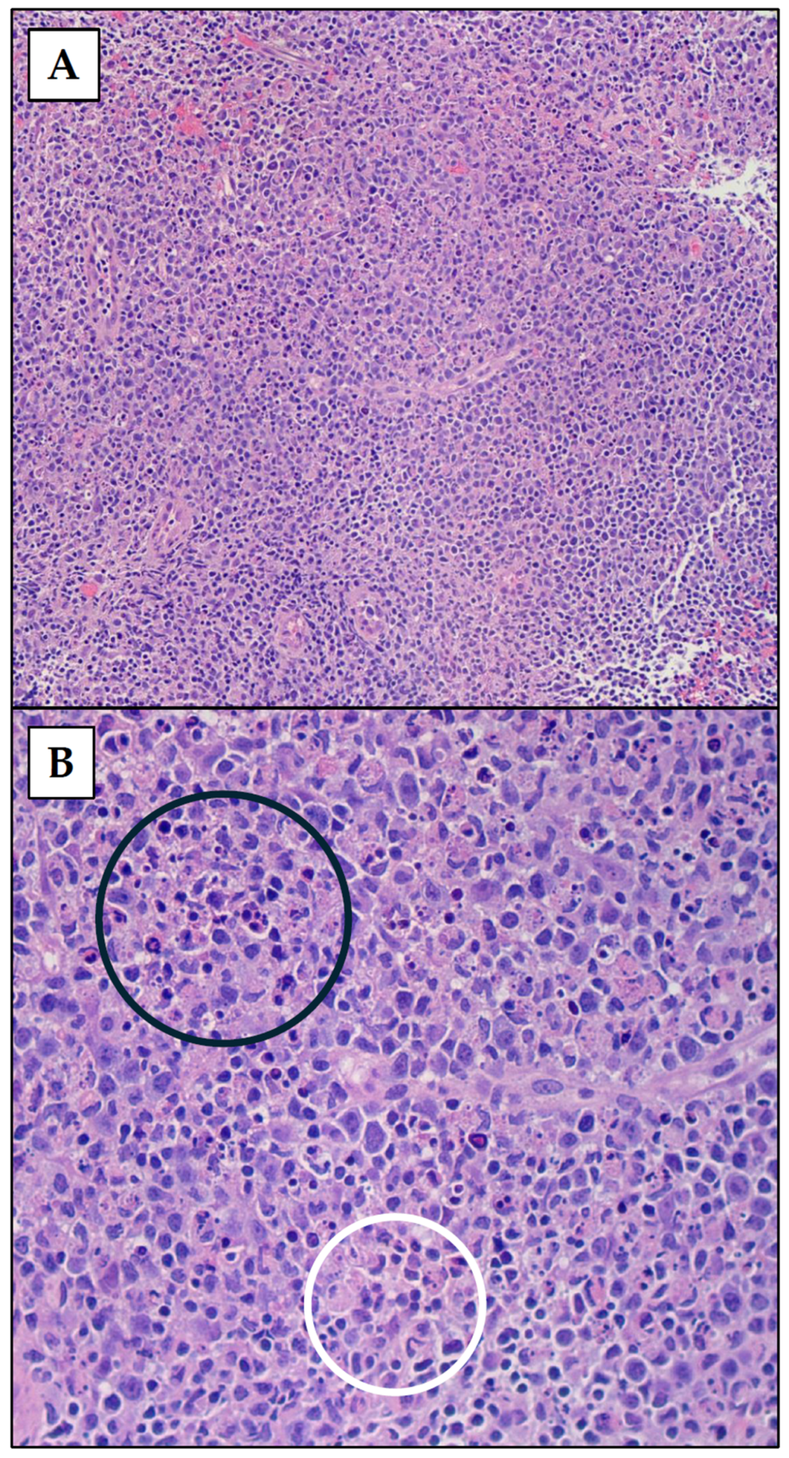 Diseases 12 00271 g001