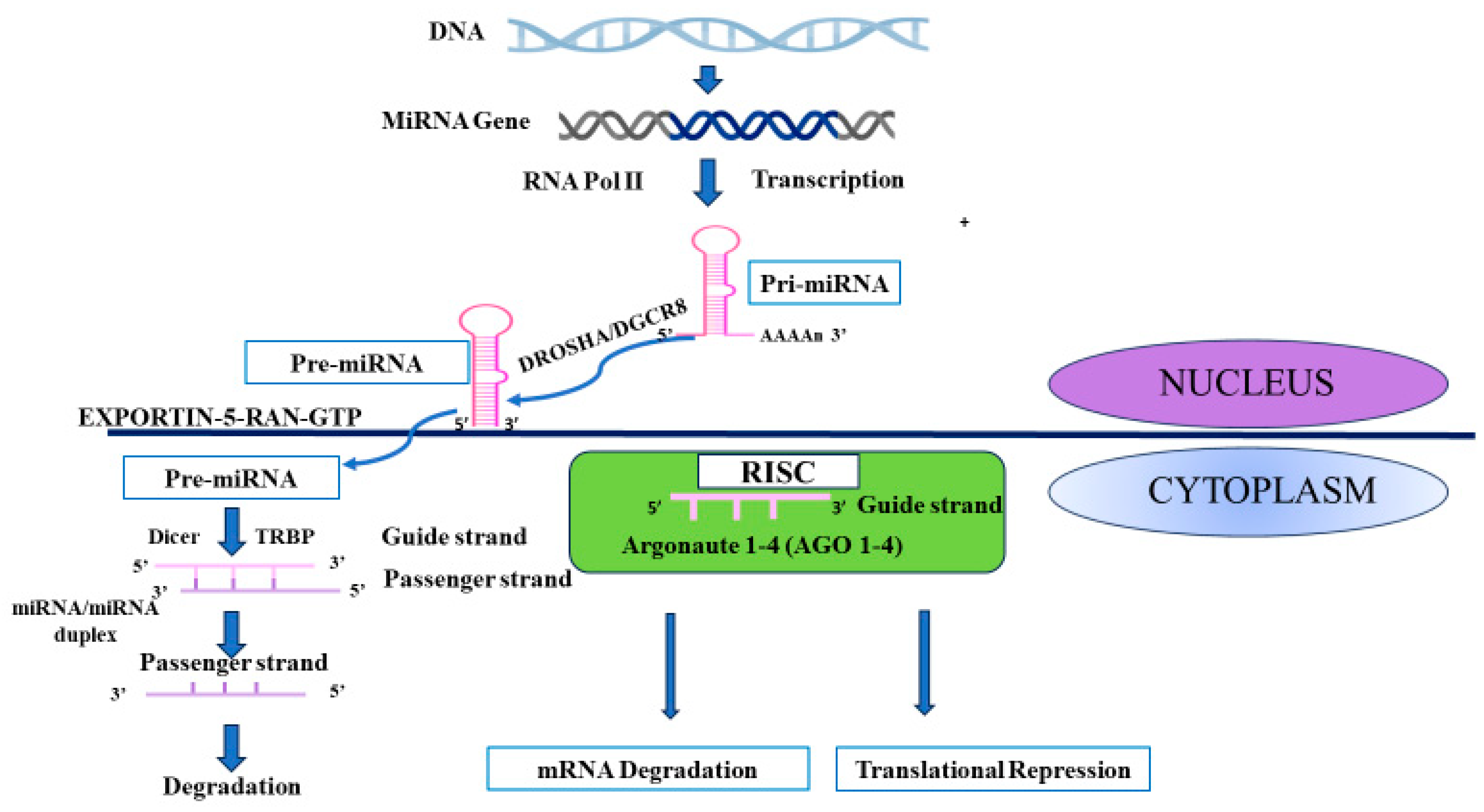 Diseases 13 00006 g001
