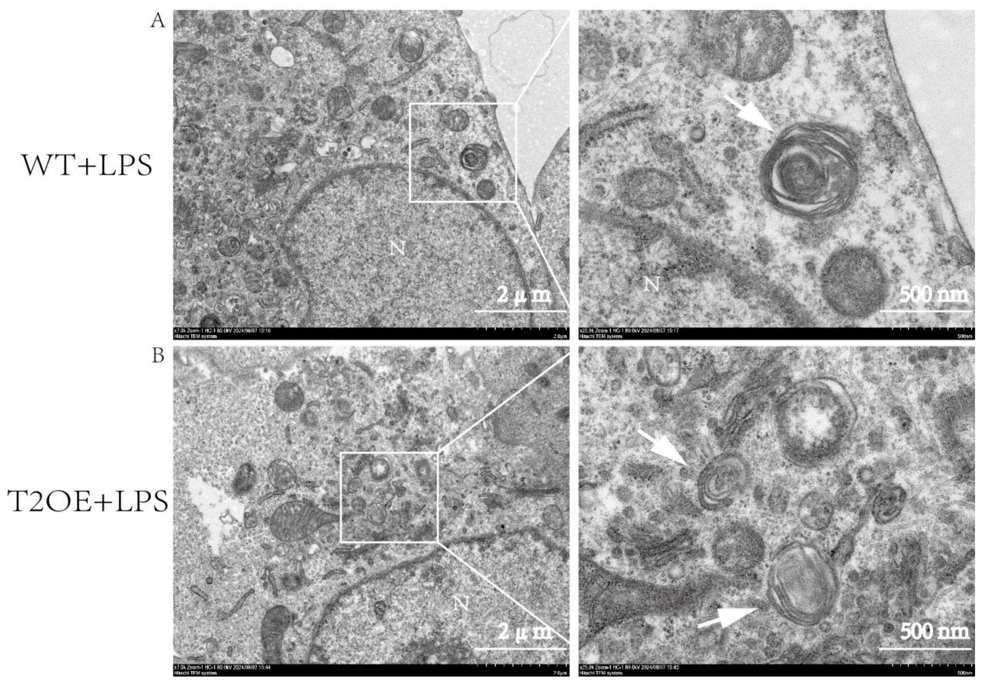 Diseases 13 00060 g007
