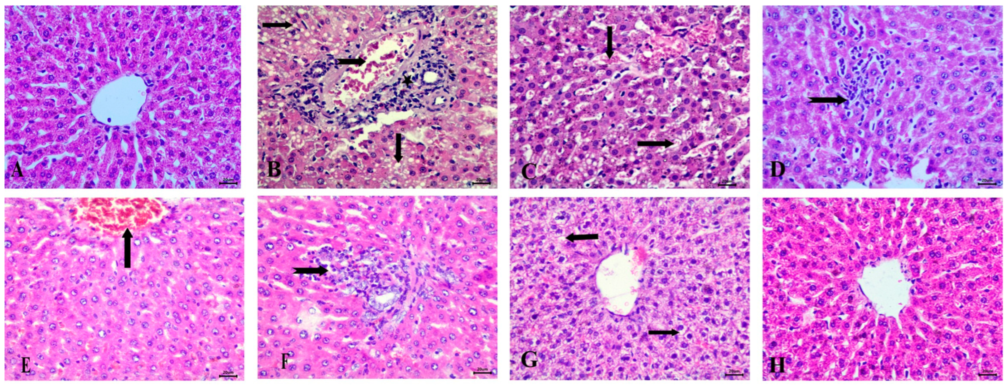 Diseases 13 00087 g006