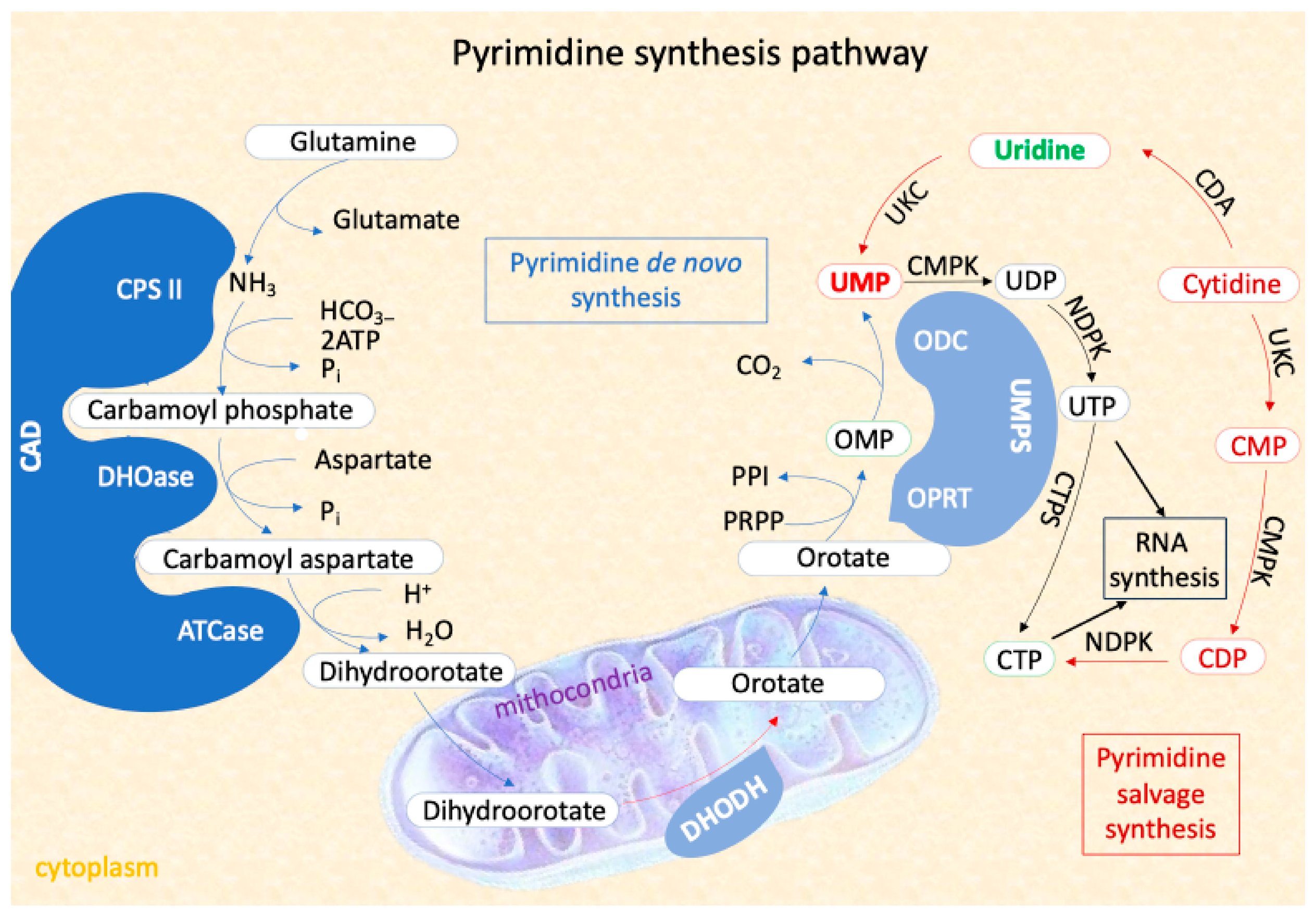 Diseases 13 00091 g001