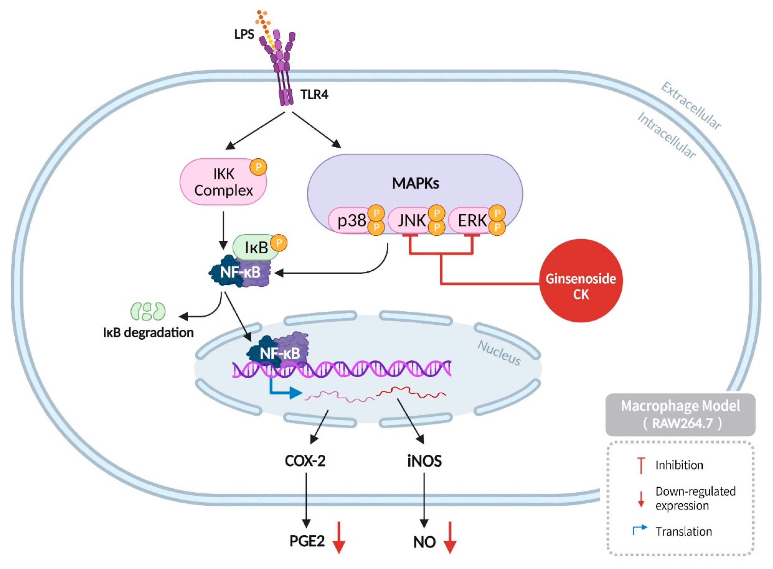 Diseases 13 00143 g008