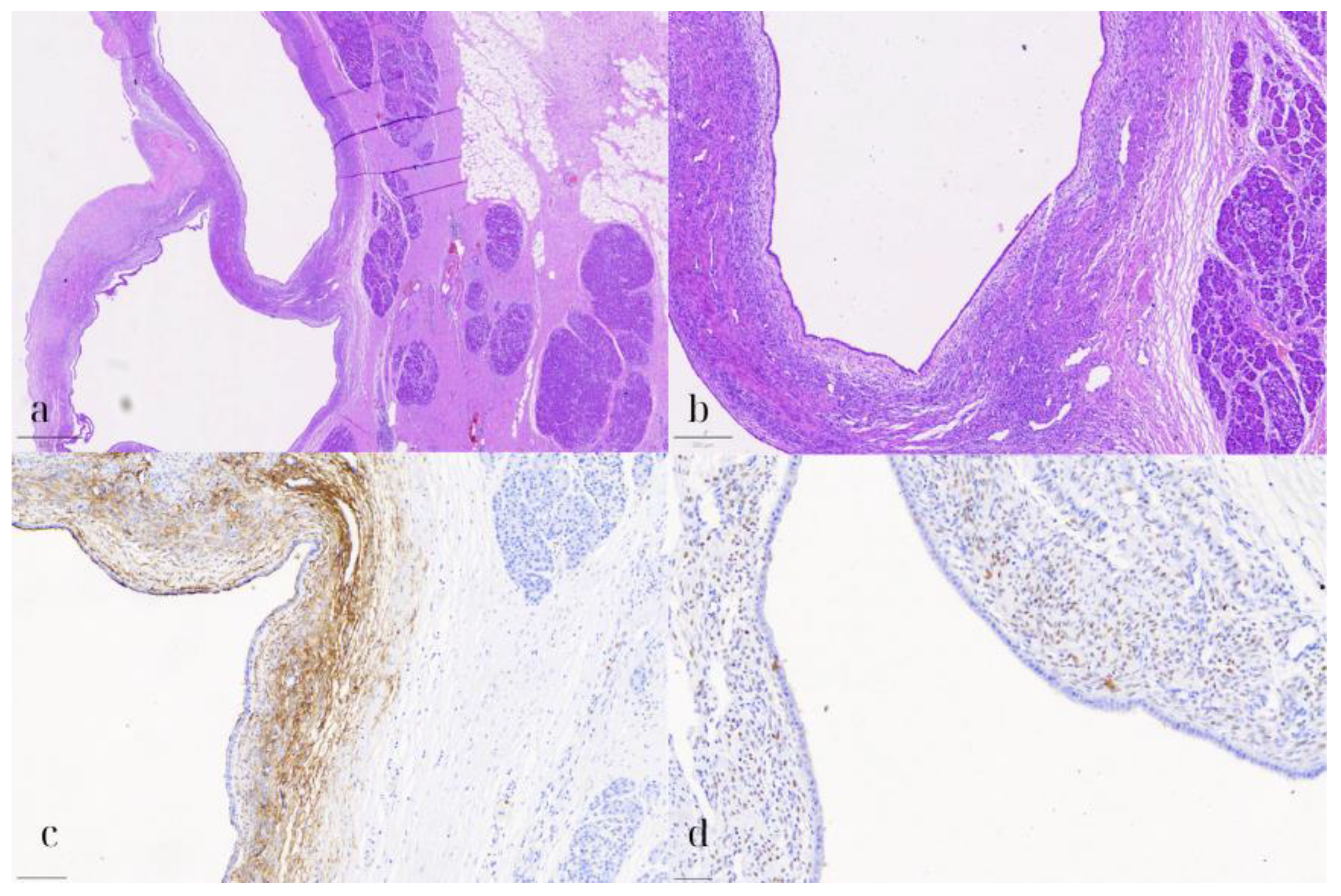 Diseases 13 00203 g006