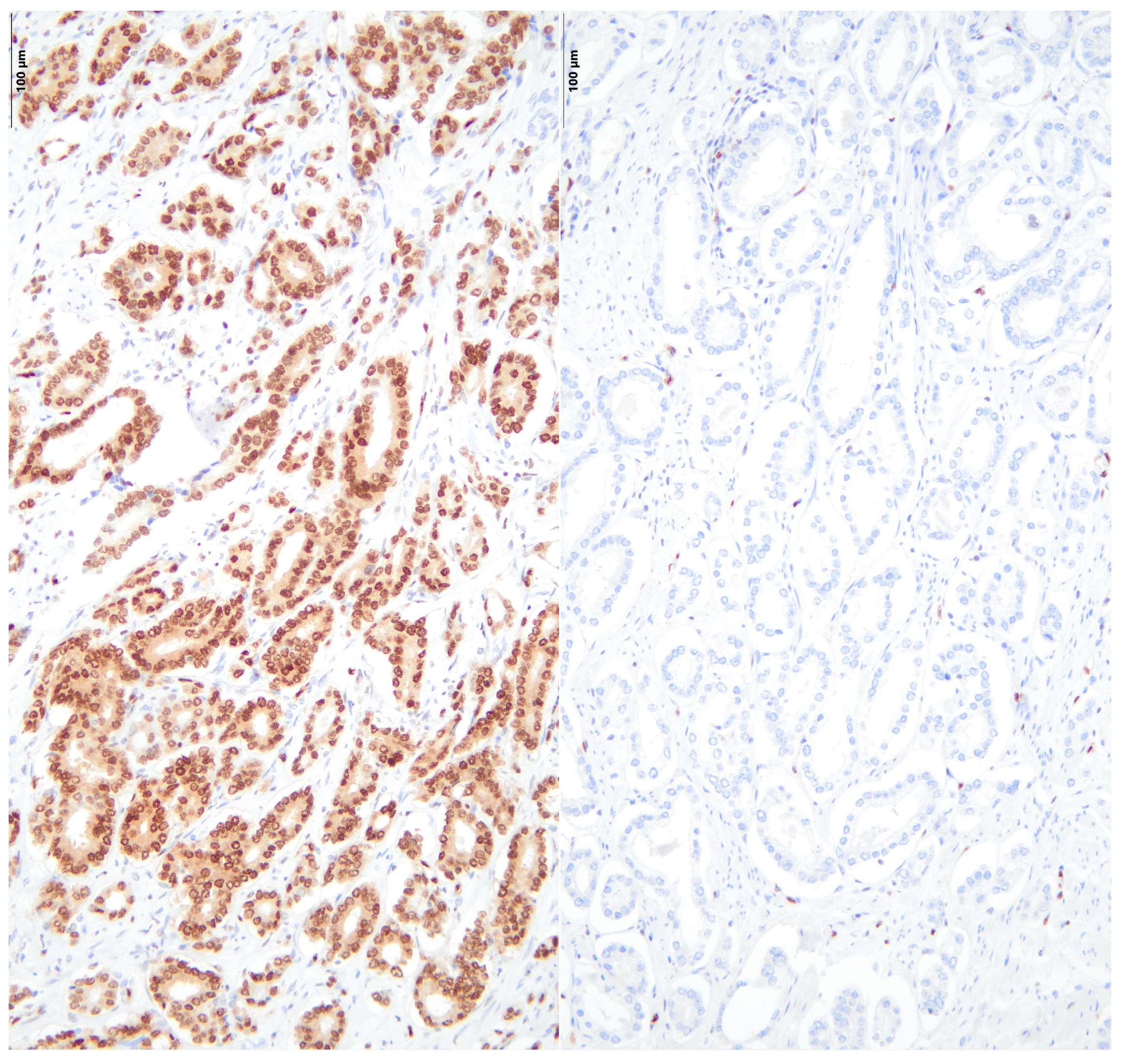 Diseases 13 00235 g001