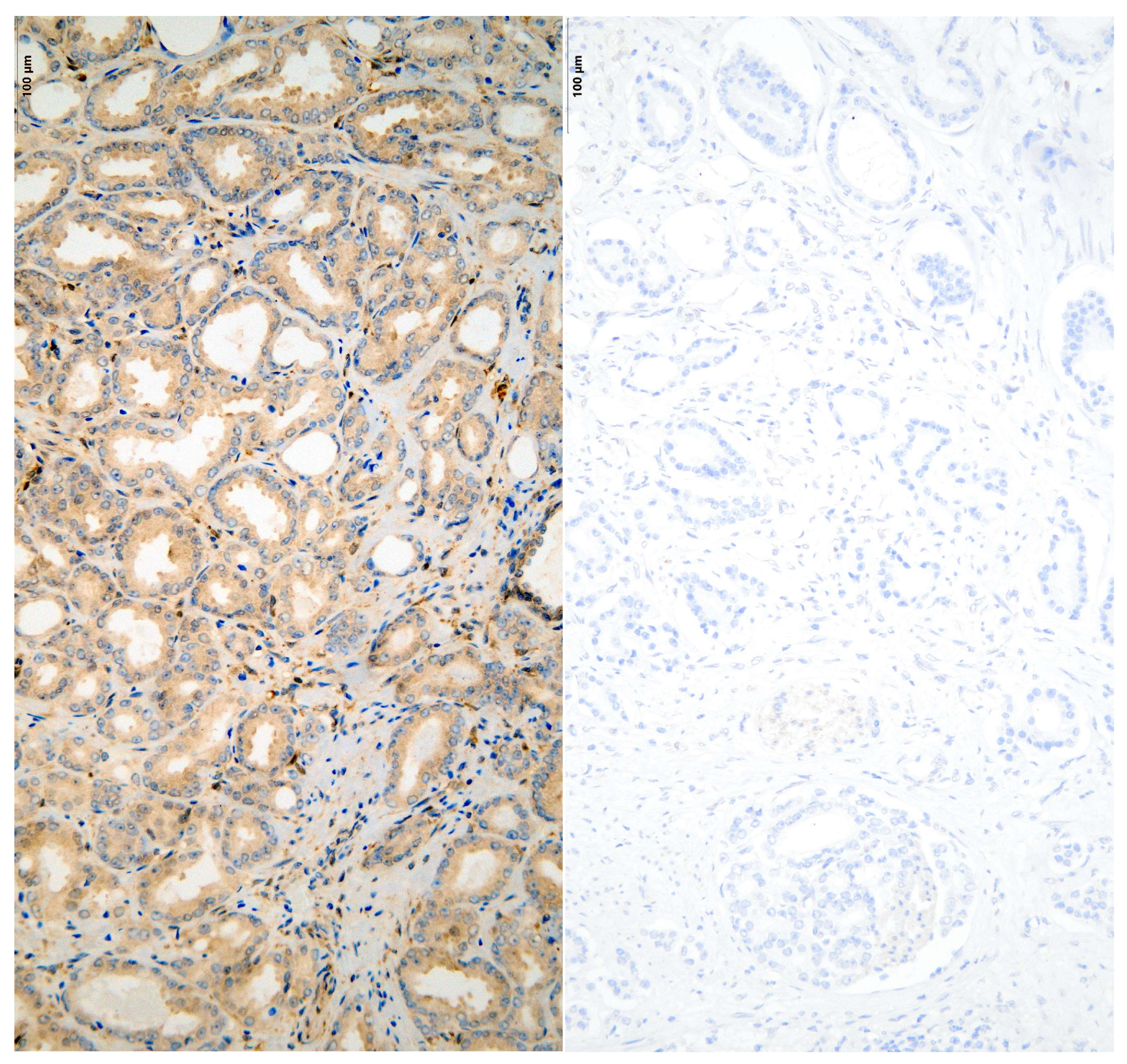 Diseases 13 00235 g002