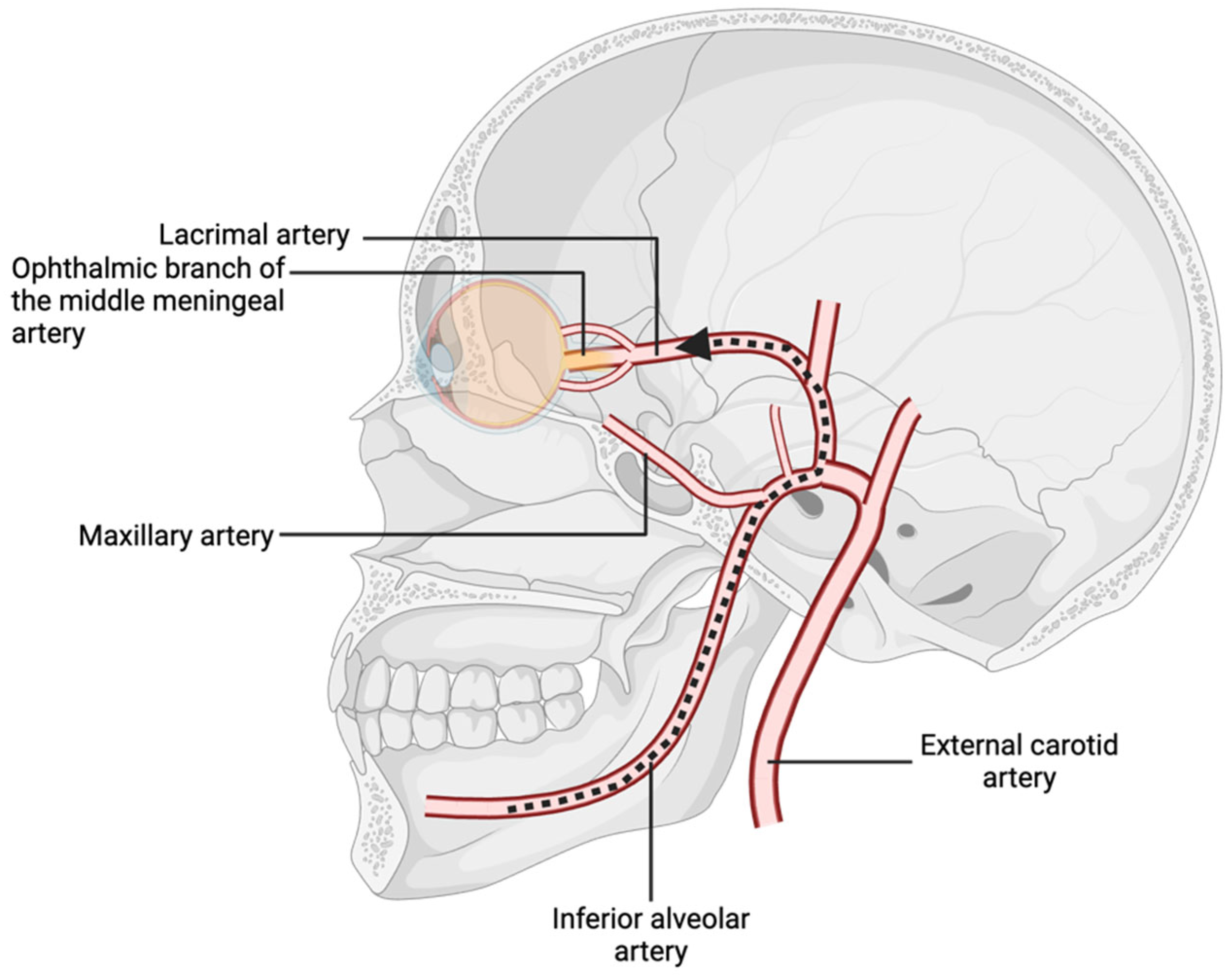 Diseases 13 00244 g002