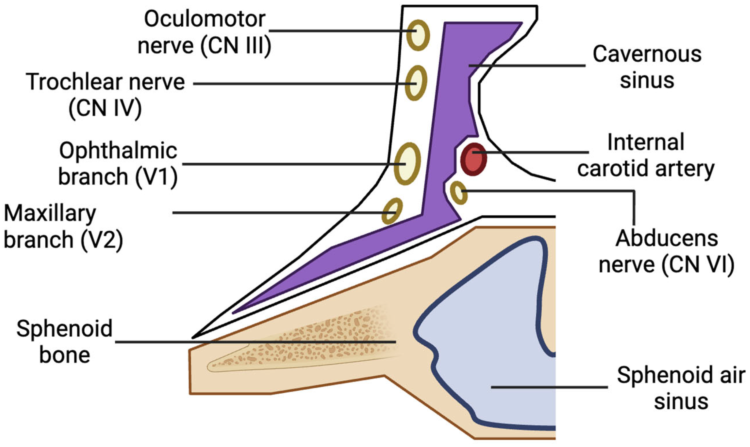 Diseases 13 00244 g003