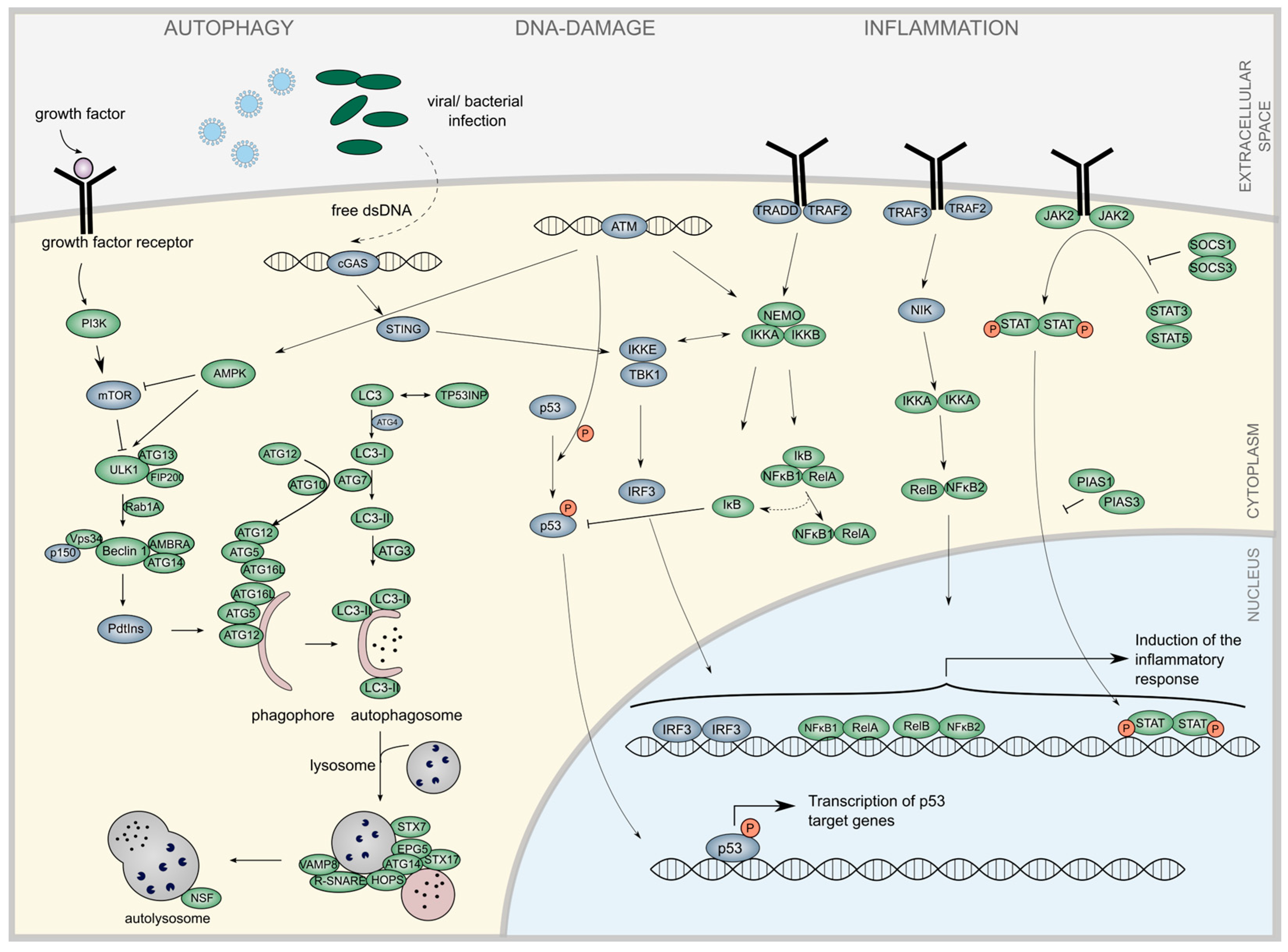Diseases 13 00245 g001