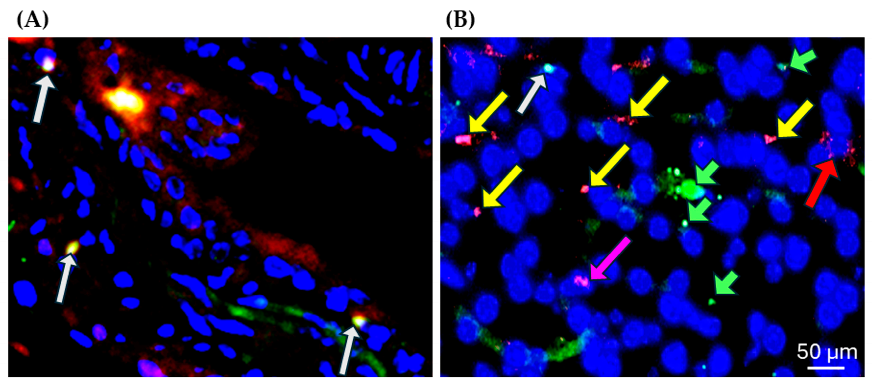 Diseases 13 00246 g003